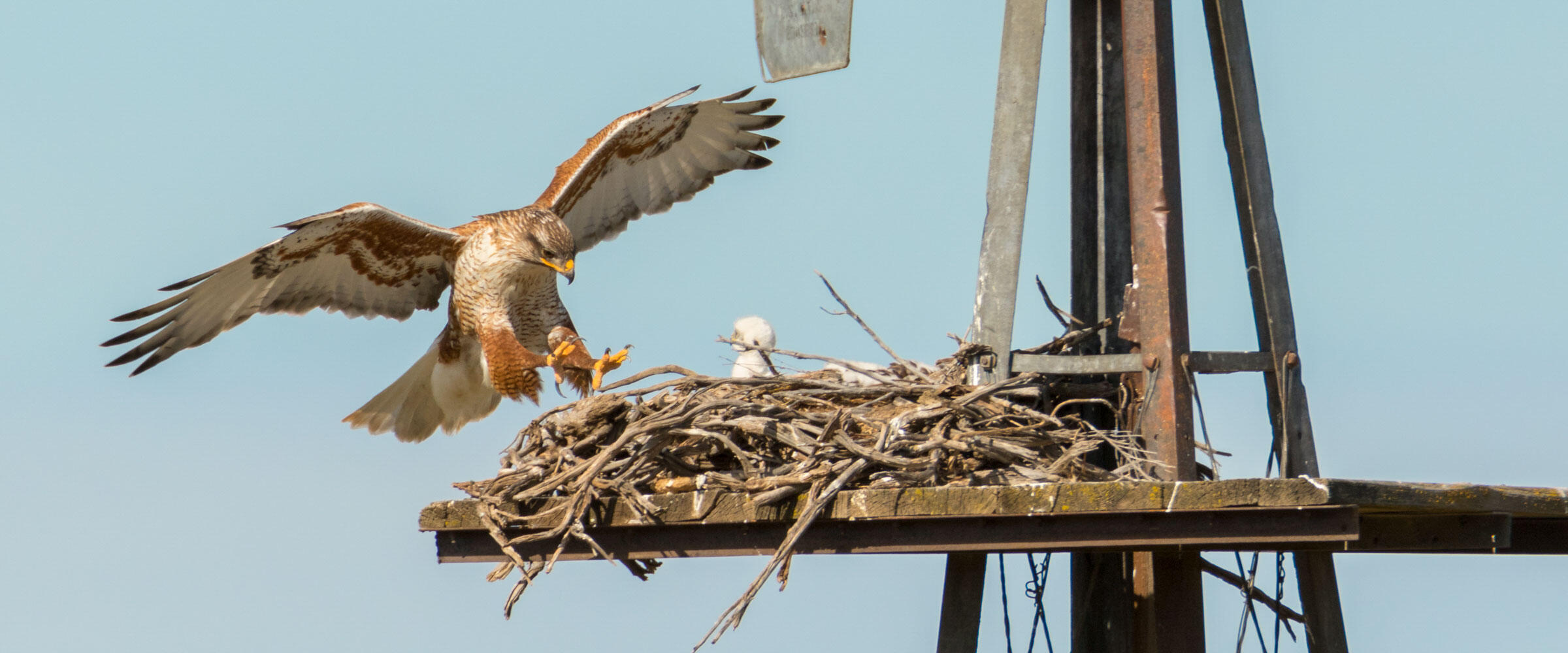 A Ferruginous Hawk lands at its nest with a chick in it.