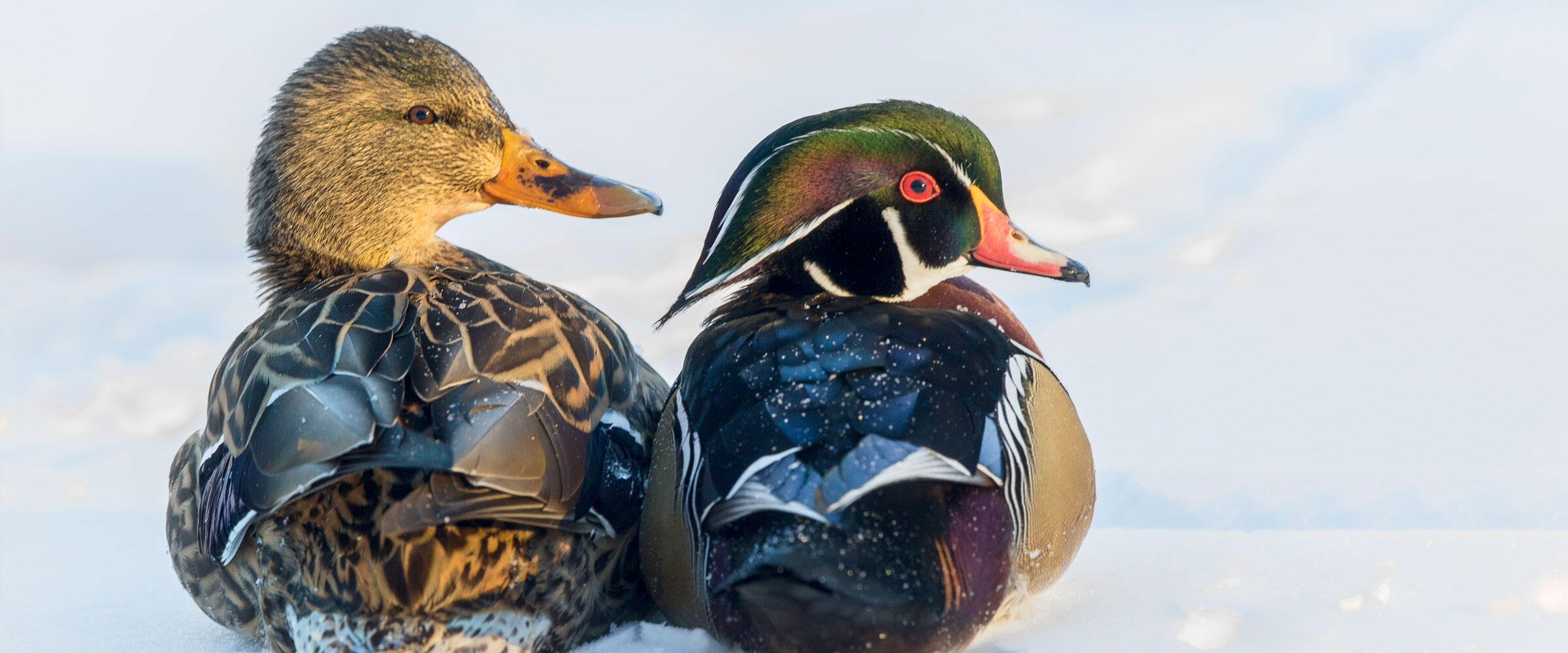 Female Mallard next to male Wood Duck, sitting on ice.
