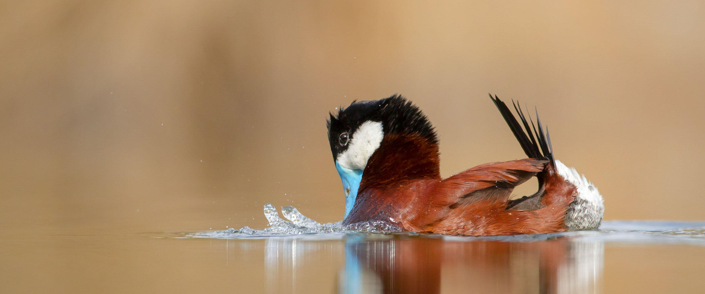 Ruddy Duck performs courtship display.