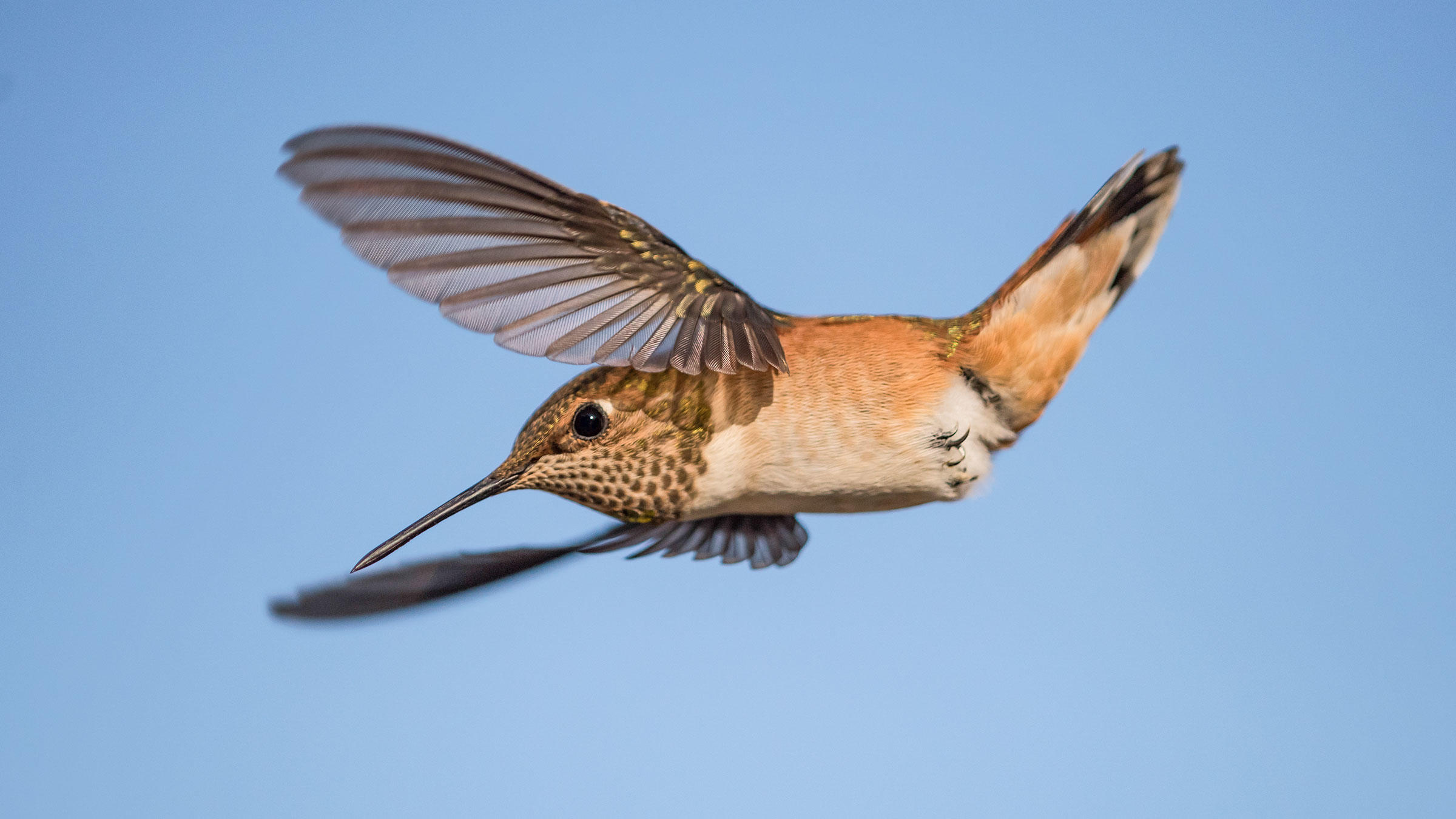 Backyard Hummingbirds | Audubon Rockies