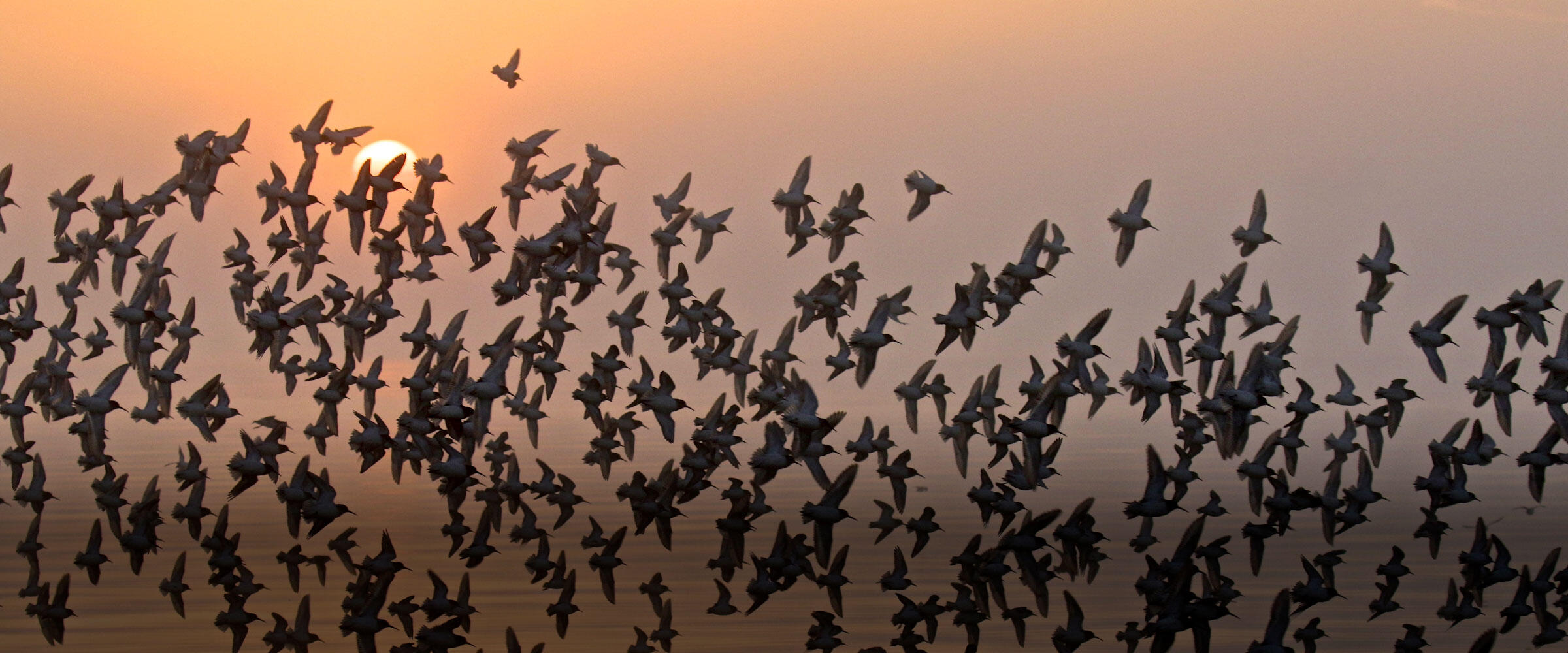 Flock of sandpipers over a lake at sunset.