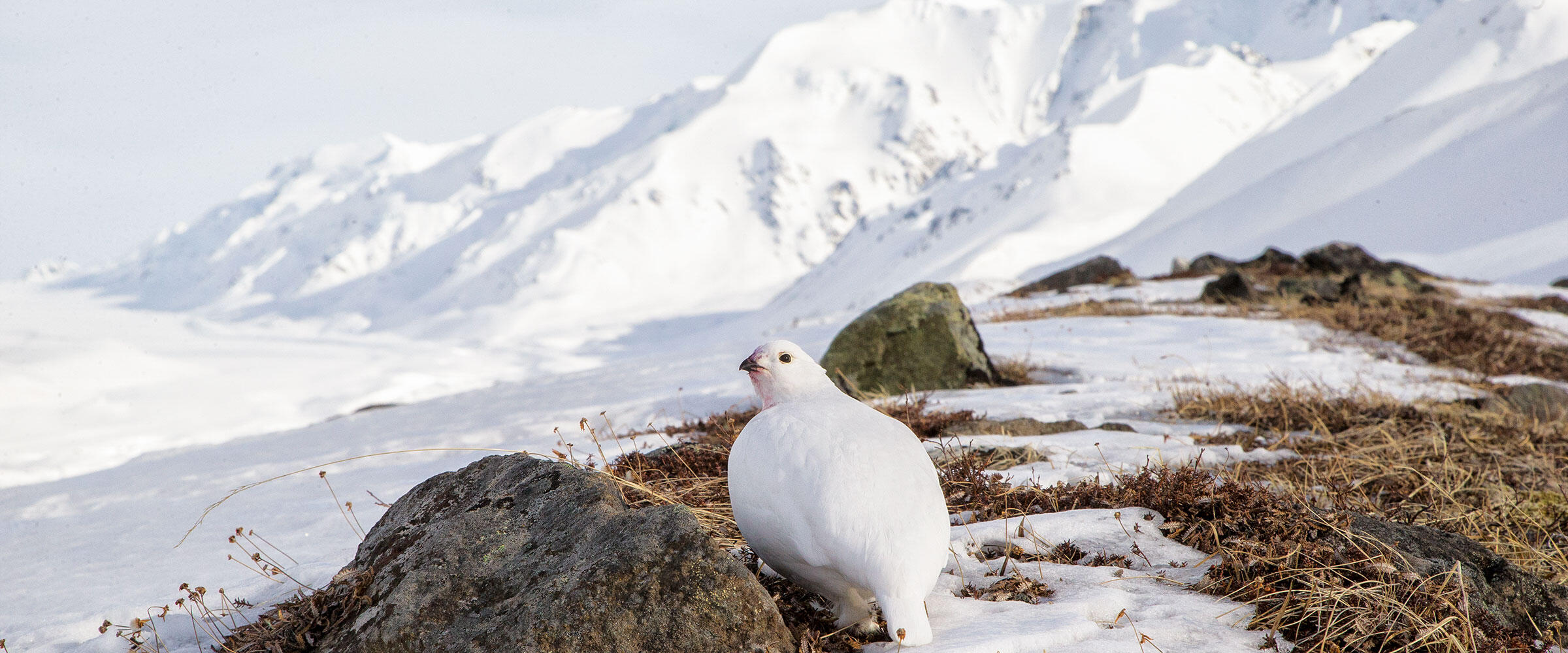 White-tailed Ptarmigan stands in melting snow in alpine habitat.