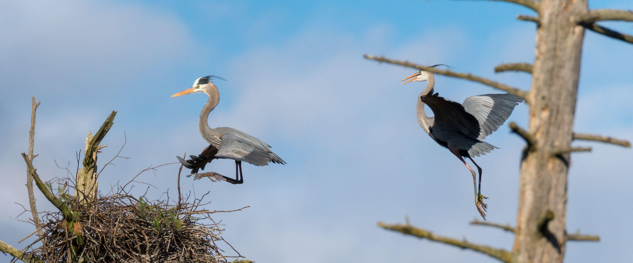 A pair of Great Blue Herons land in a nest.