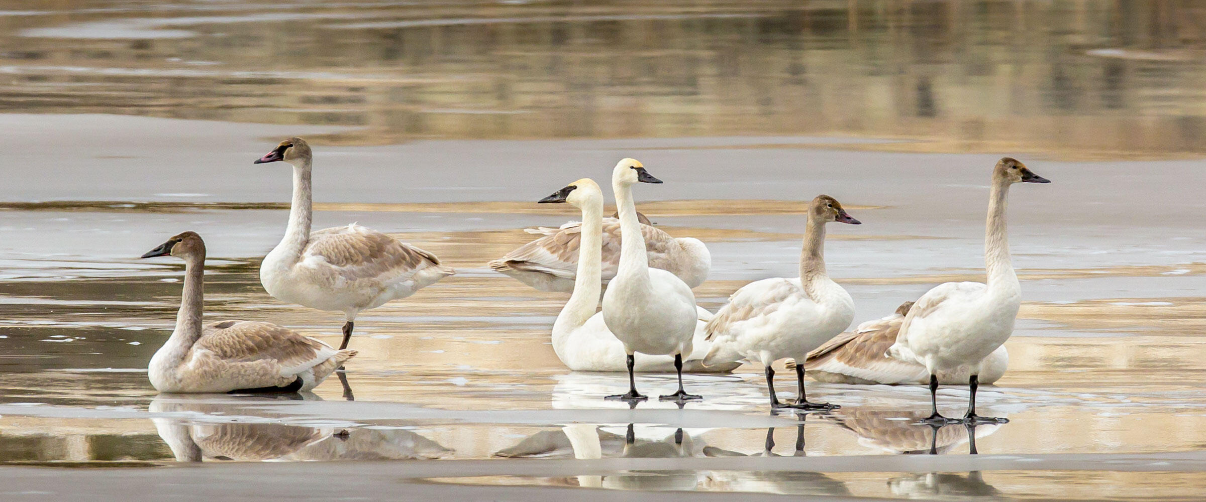 Tundra and Trumpeter swans stand on ice.