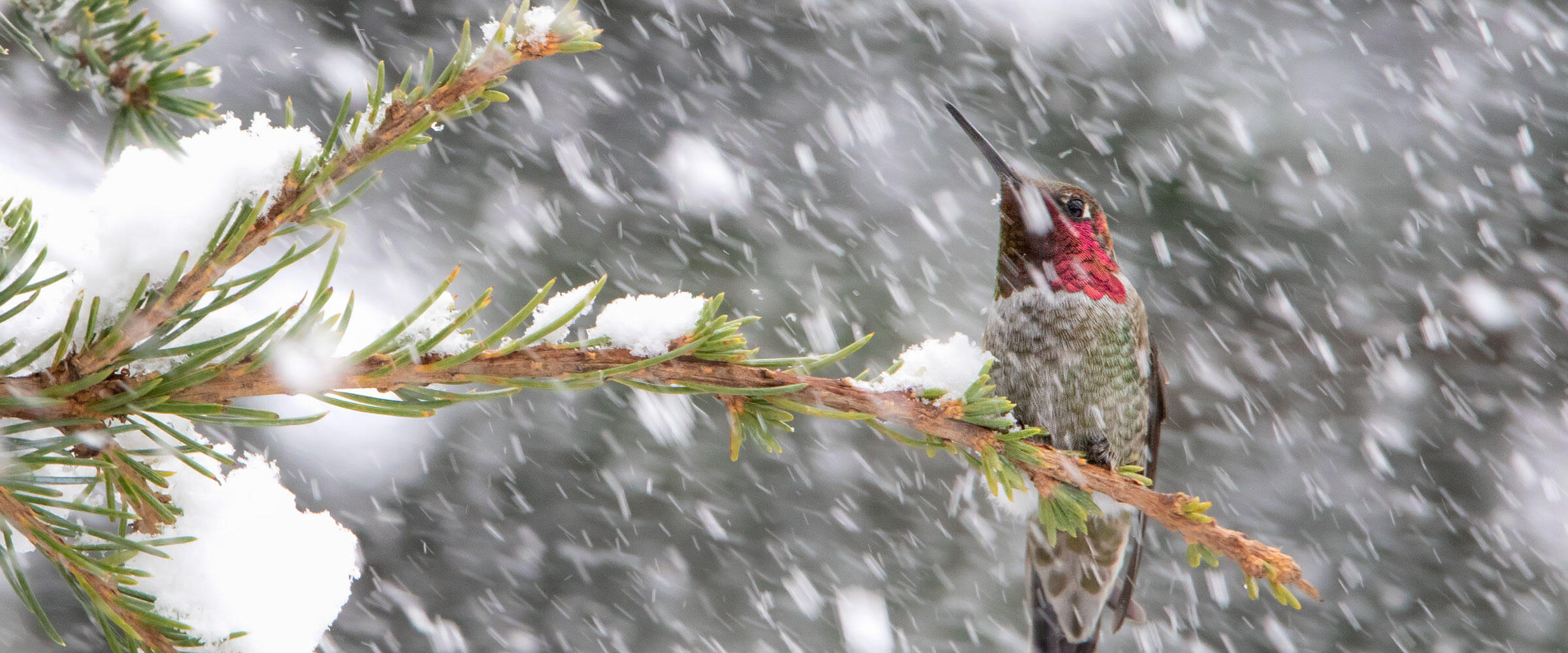 Male Anna's Hummingbird perched on a fir branch during a snowstorm.