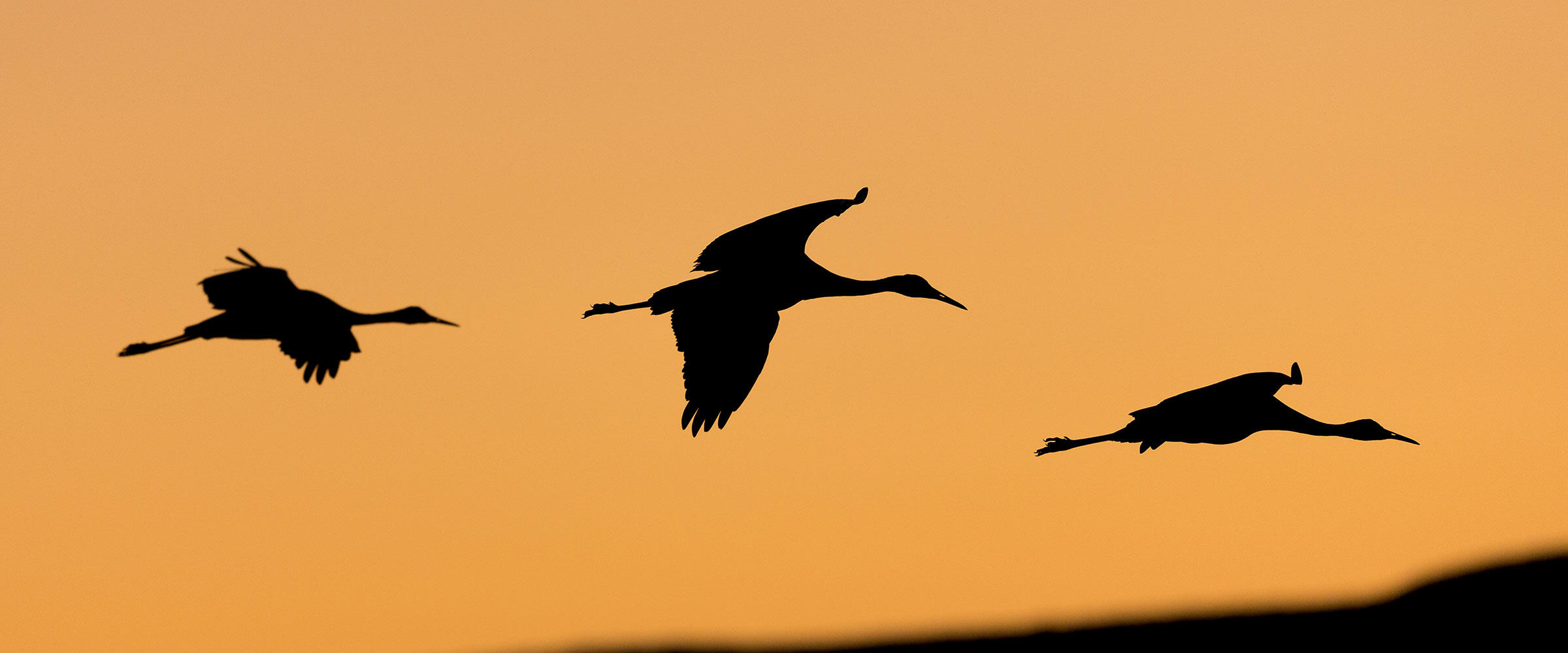 Sandhill Cranes in flight, silhouetted.