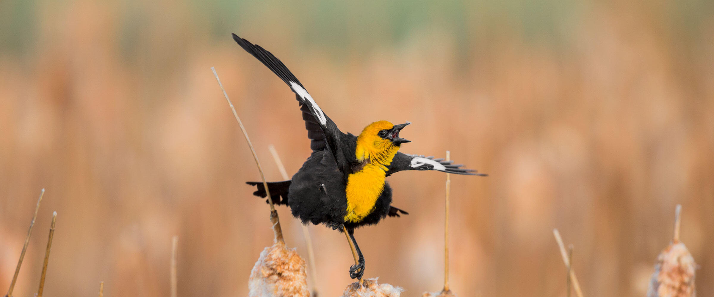 A Yellow-headed Blackbird sings from cattails.