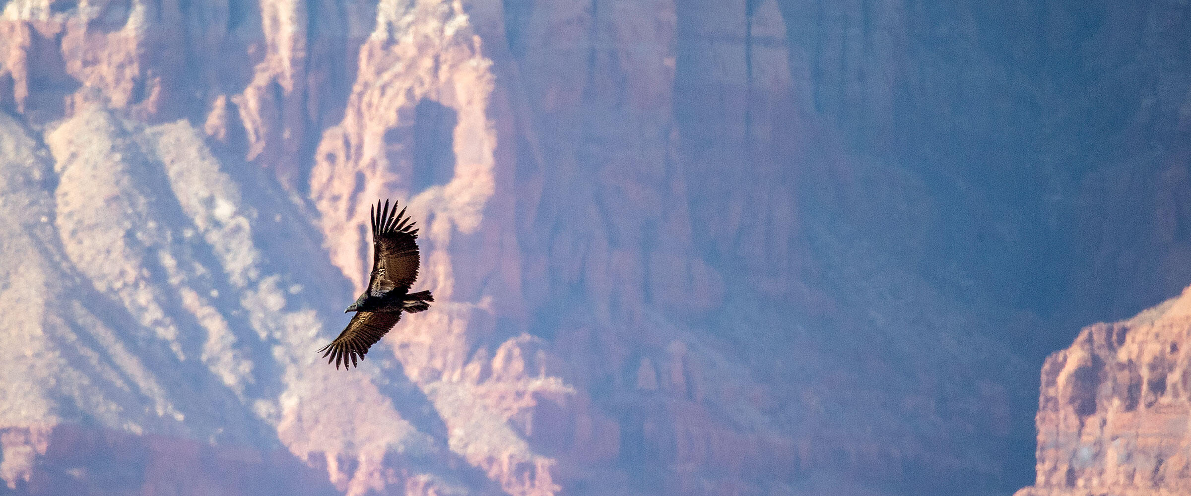 California Condor flies in front of a red cliff.