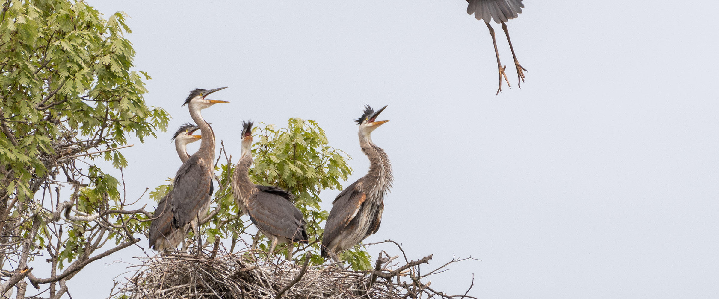 Great Blue Heron chicks beg for food in their nest as their parent lands.
