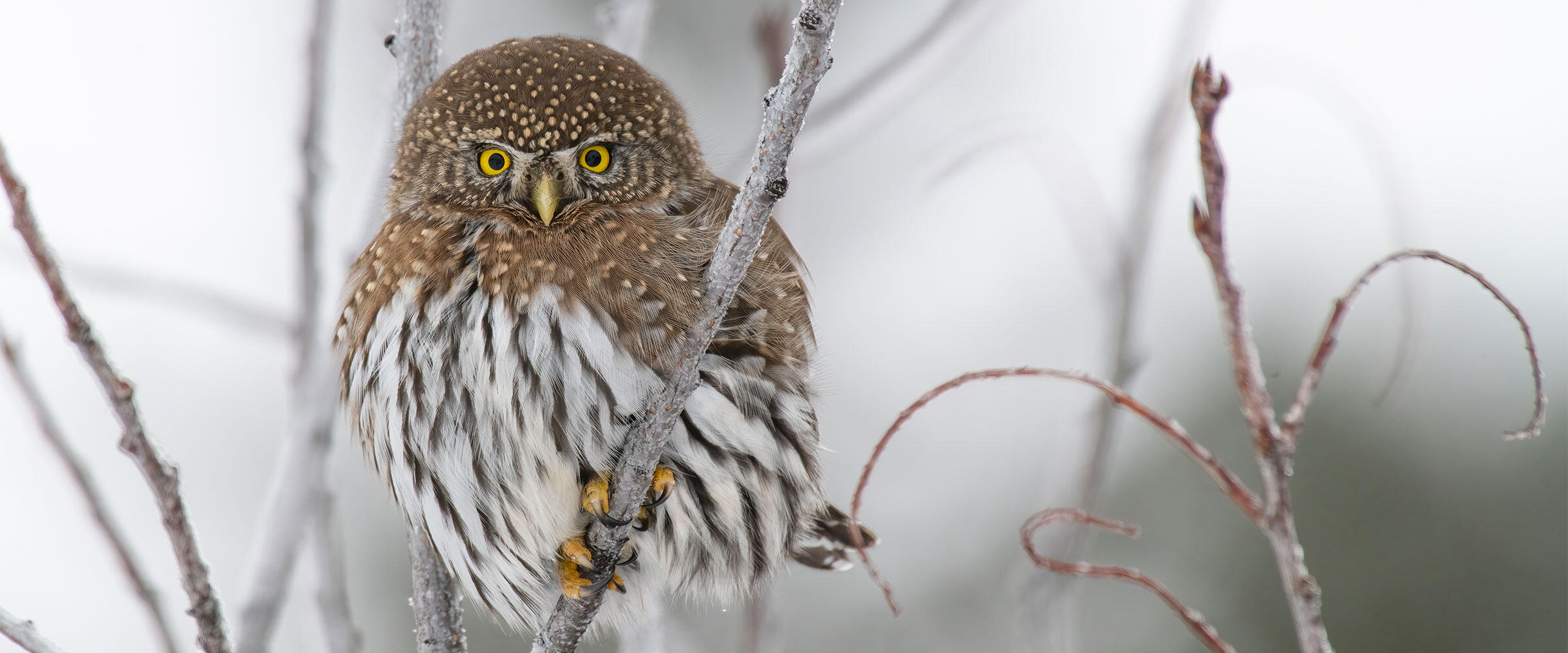 A Northern Pygmy Owl perches among bare tree branches.