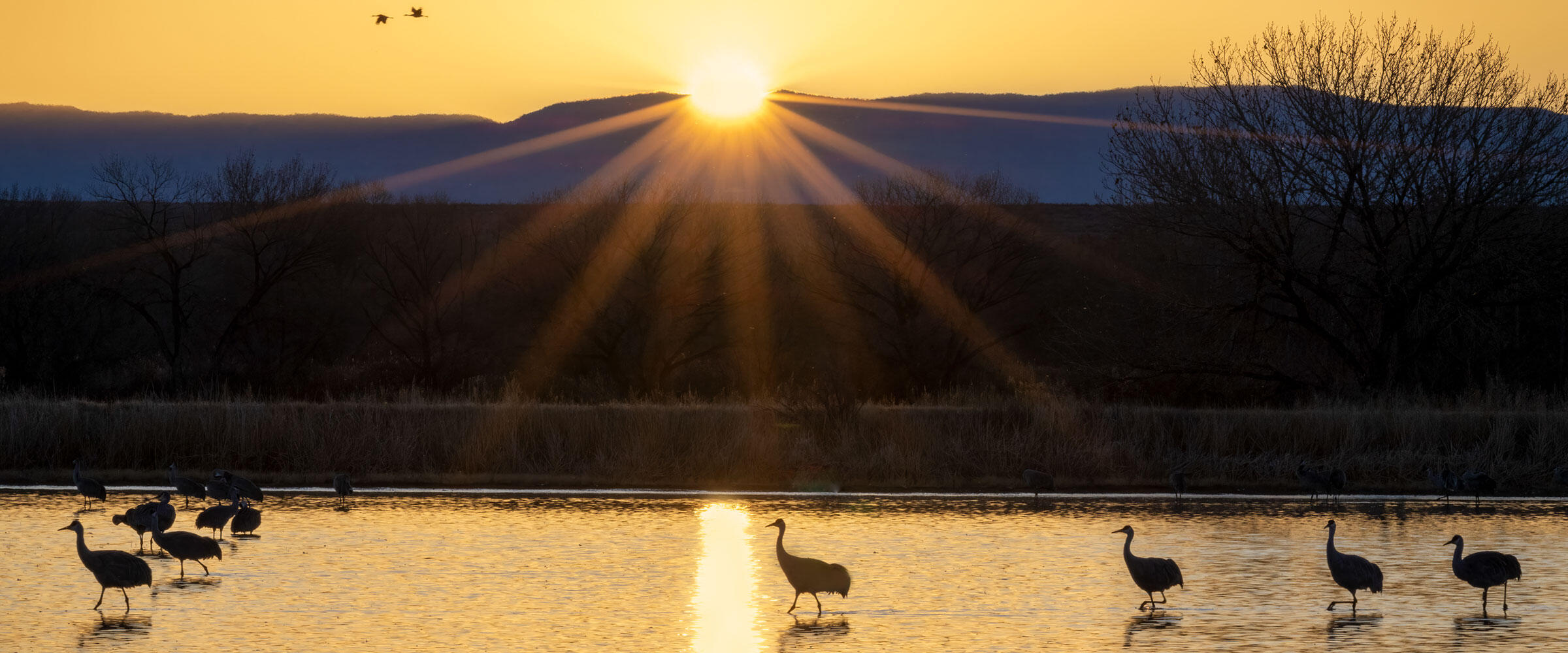 Sandhill Cranes walk in a lake at sunset.