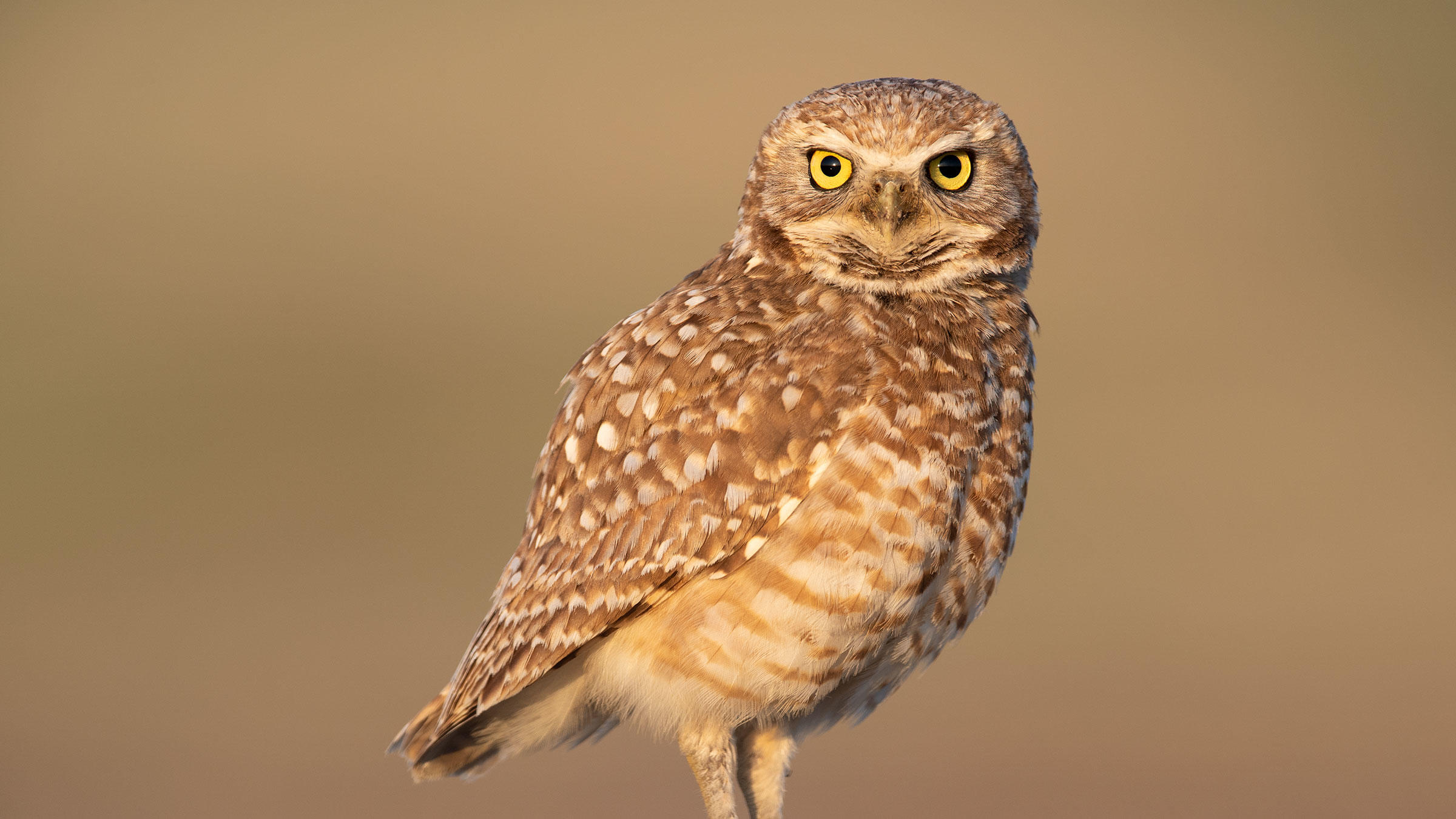 Burrowing Owl.