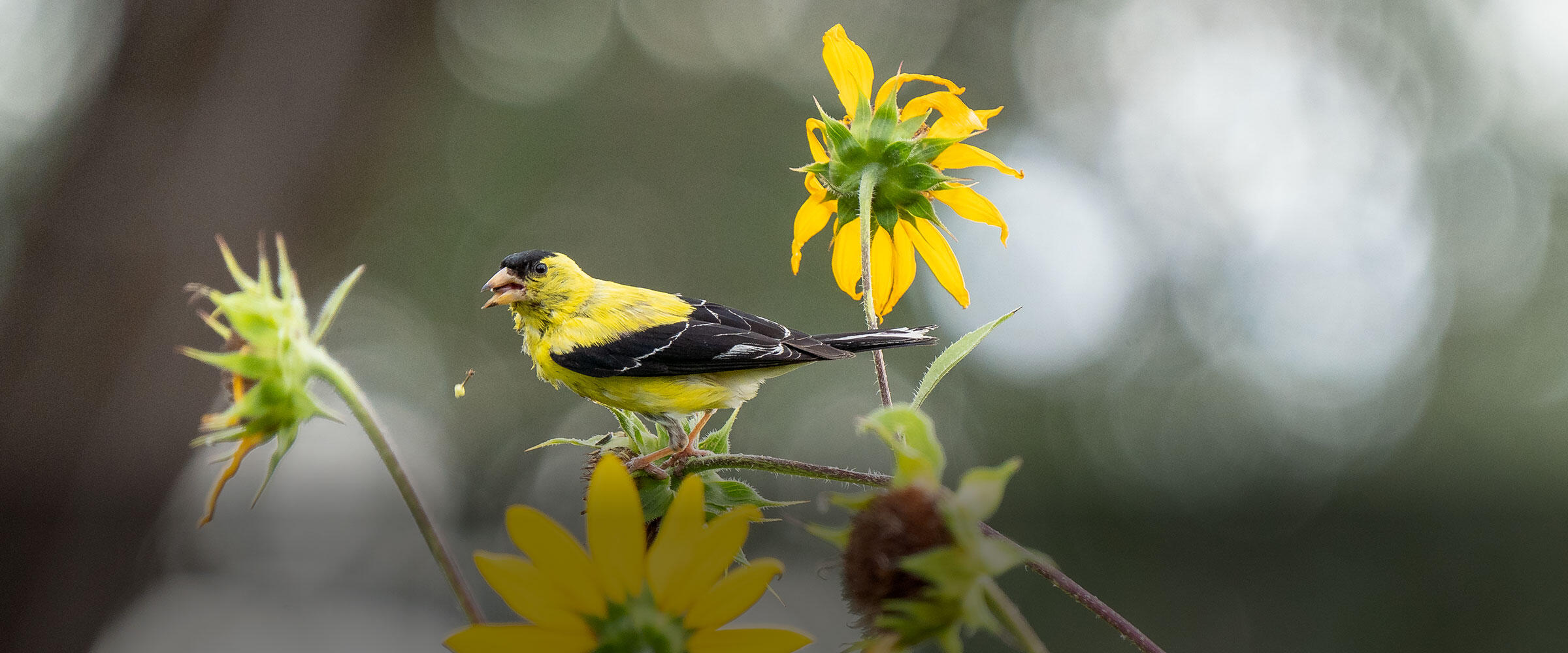 American Goldfinch eats seeds from a sunflower.