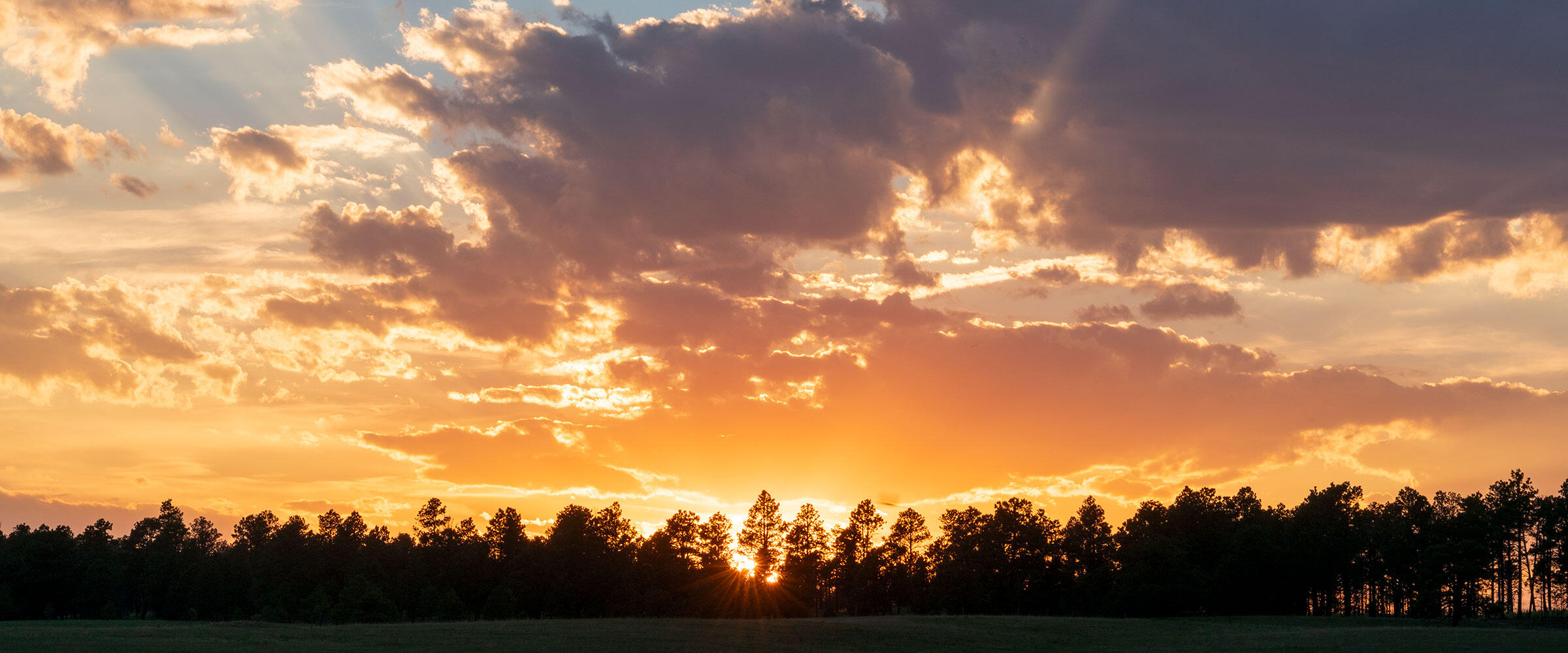 Sunrise over pine trees.