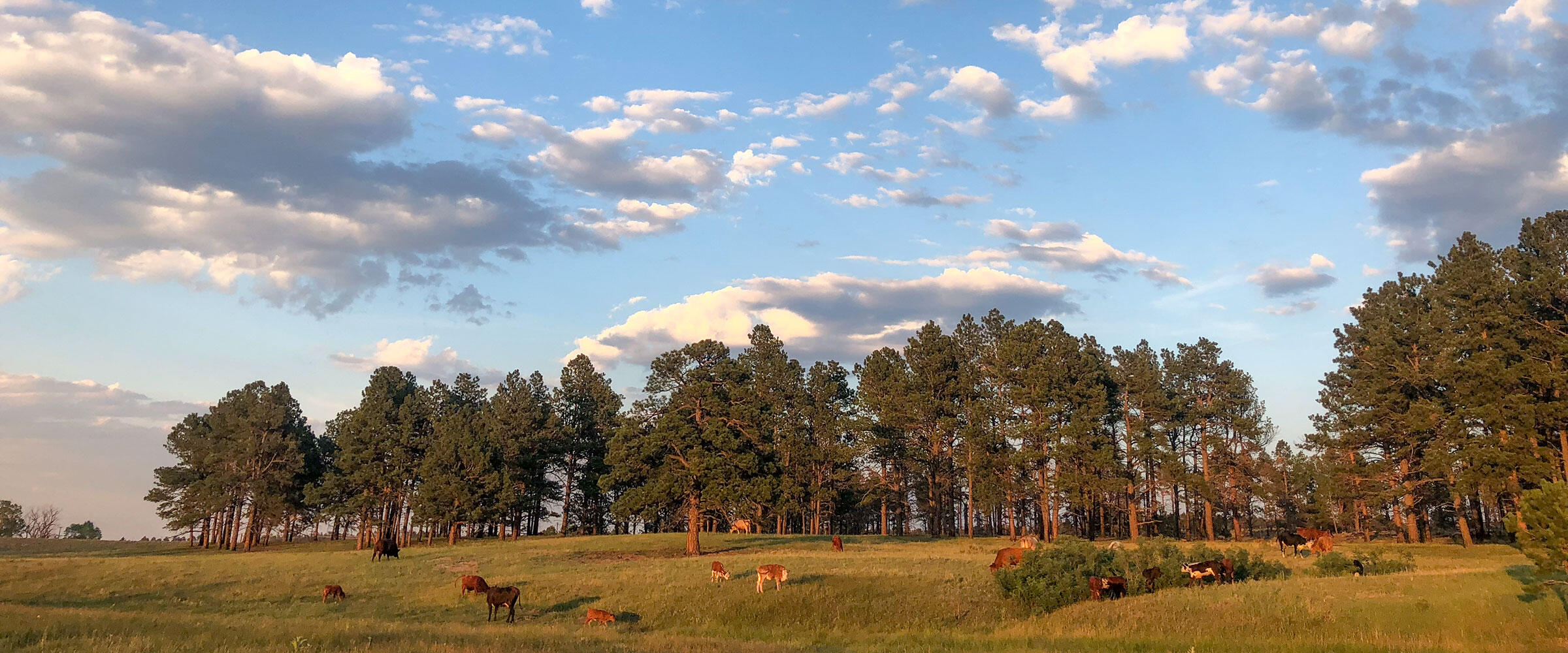 Cattle graze in a pasture below ponderosa pines.