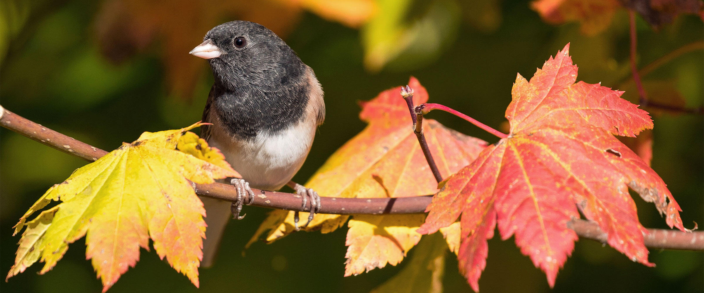 A Dark-eyed Junco perches on a branch of yellow and orange maple leaves.