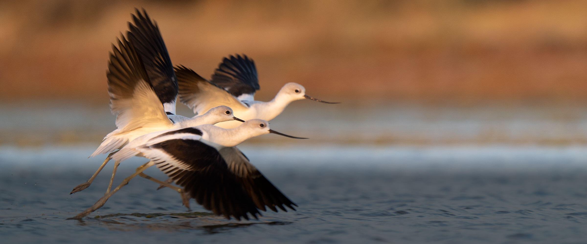 Three American Avocets take flight from a wetland.