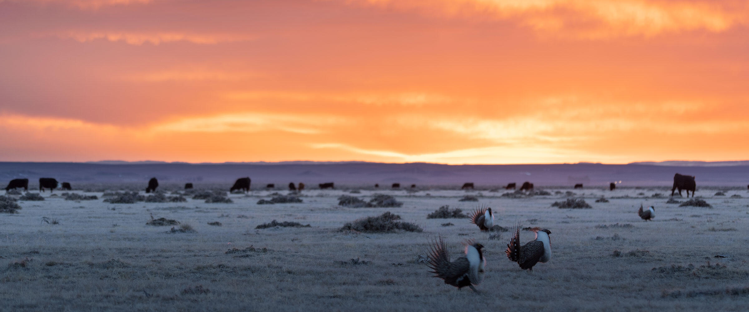 Greater Sage-Grouse and cattle at sunrise.