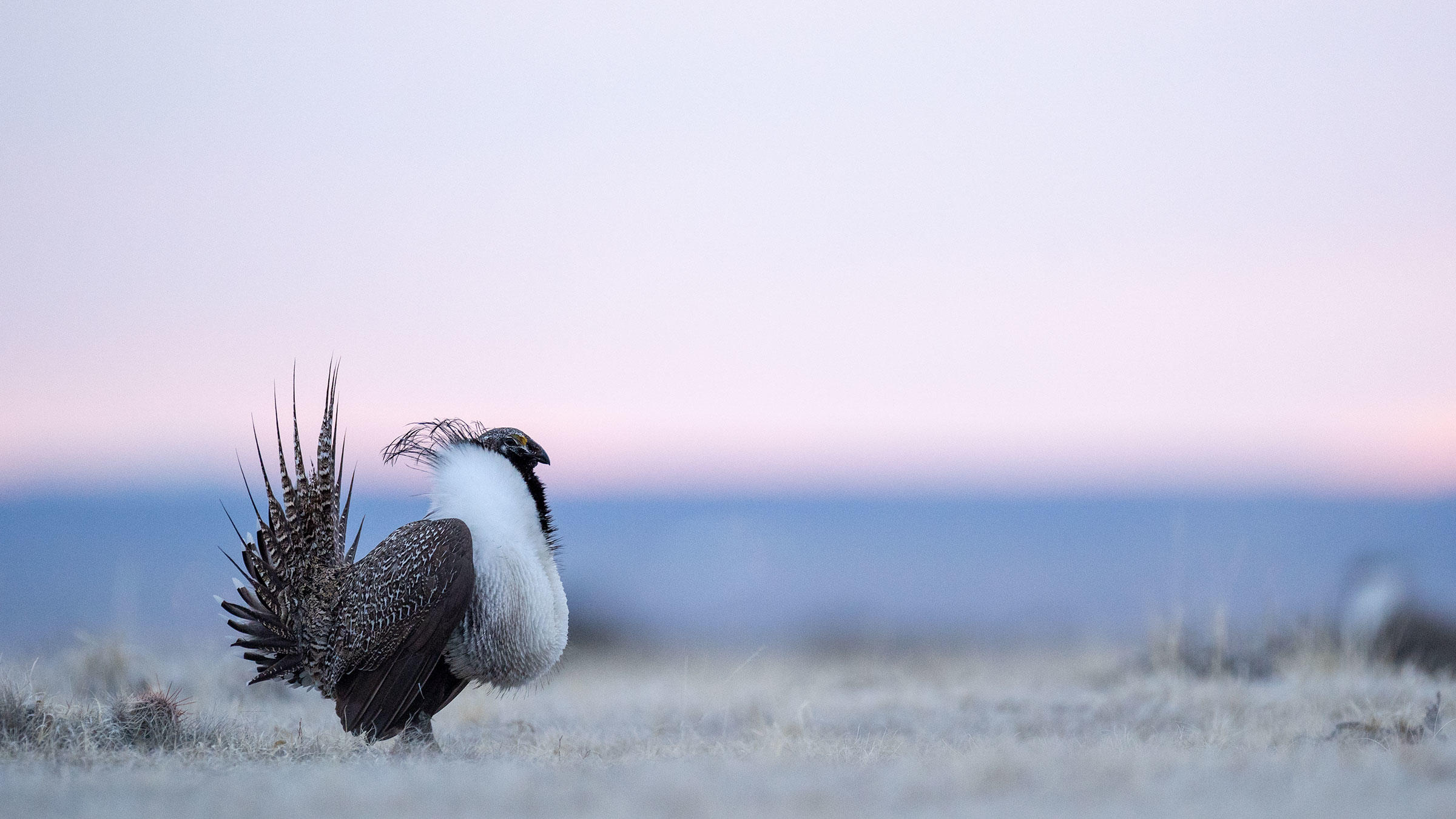 Greater Sage-Grouse lekking on BLM land managed by Pathfinder Ranches in Natrona County, Wyoming.