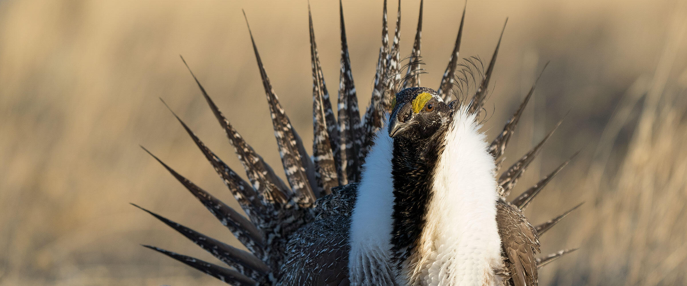 A male Greater Sage-Grouse performing a courtship display.
