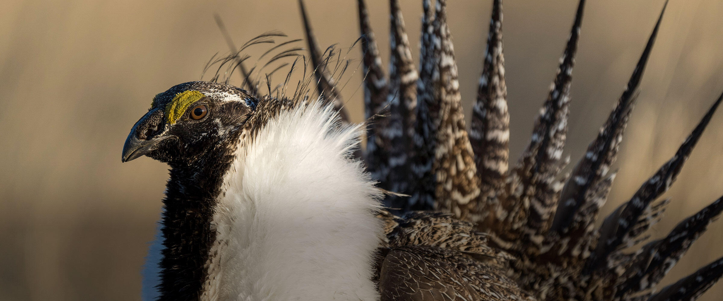 Closeup of a male Greater Sage-Grouse performing courtship display.