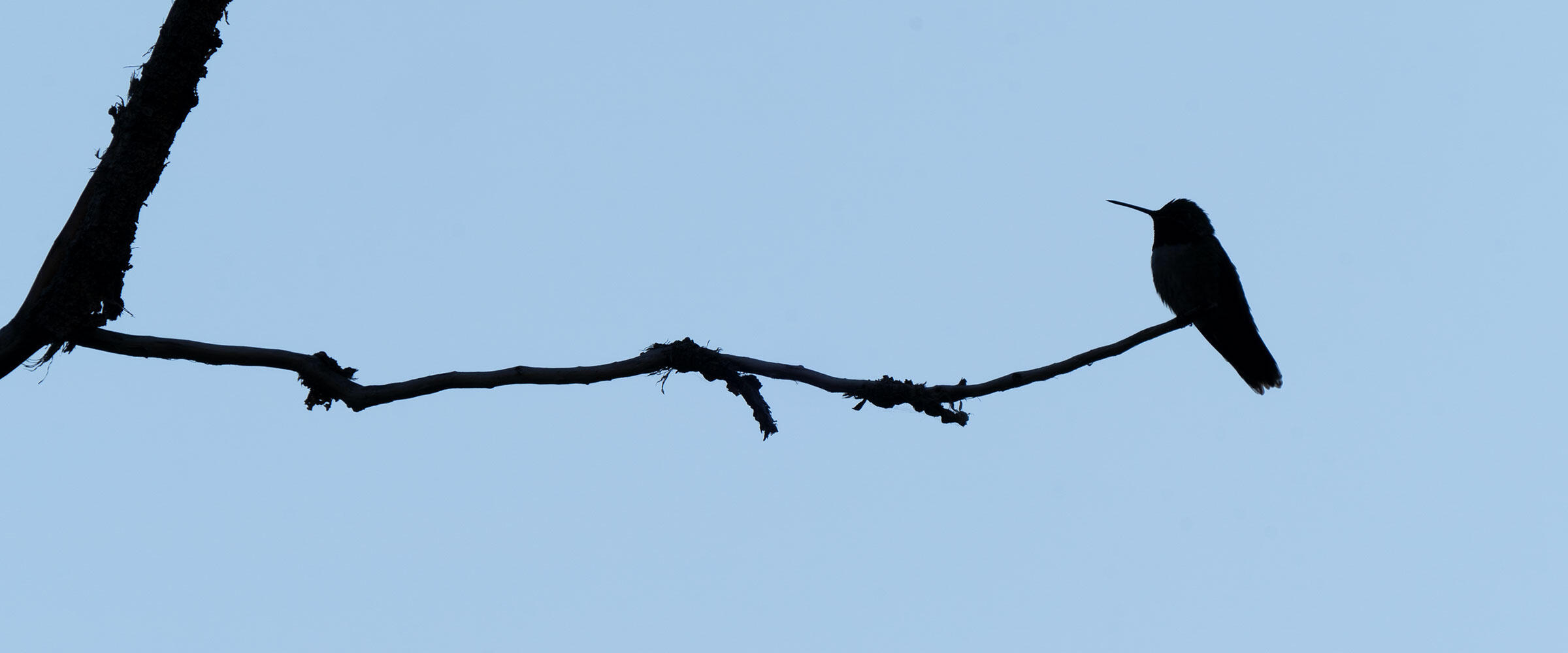 A hummingbird perched on a branch, silhouetted at dusk.