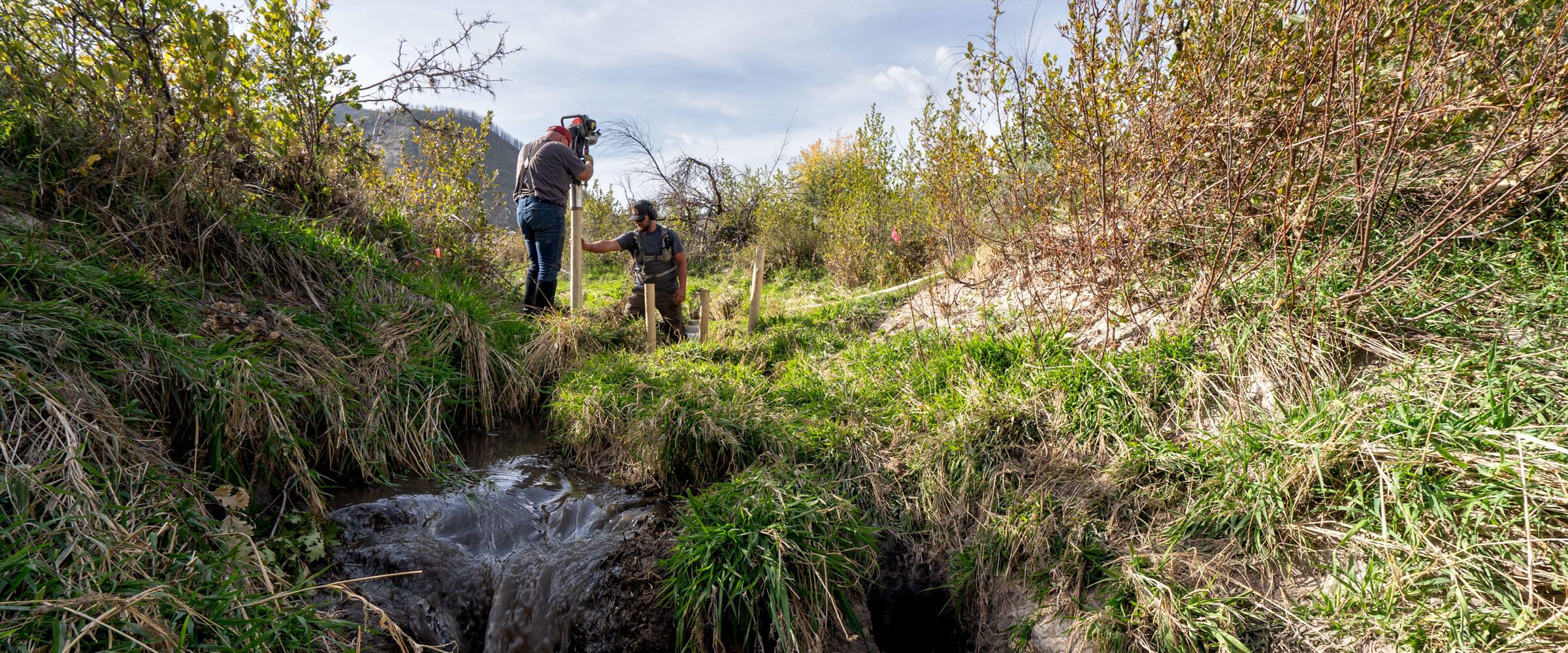 Two men pound wood posts into a creekbed.