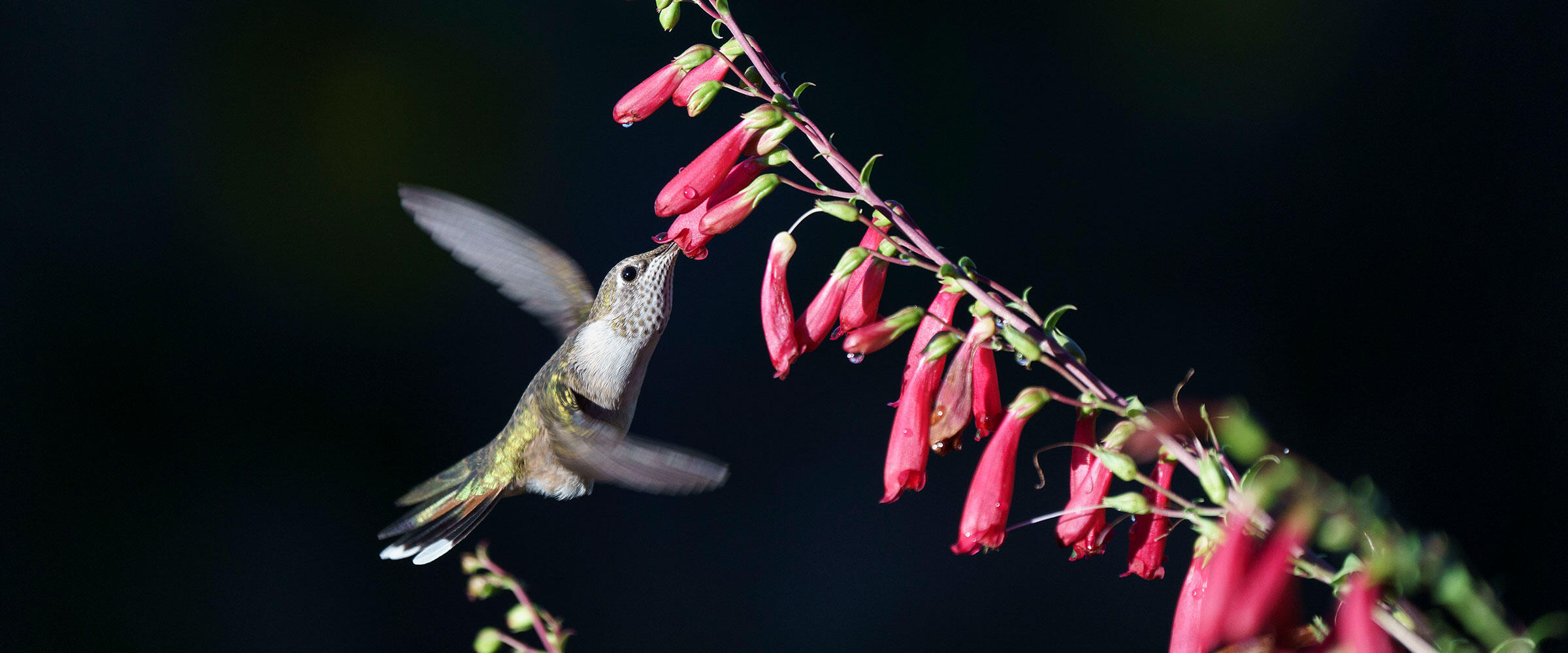 A hummingbird drinks from penstemon flowers.