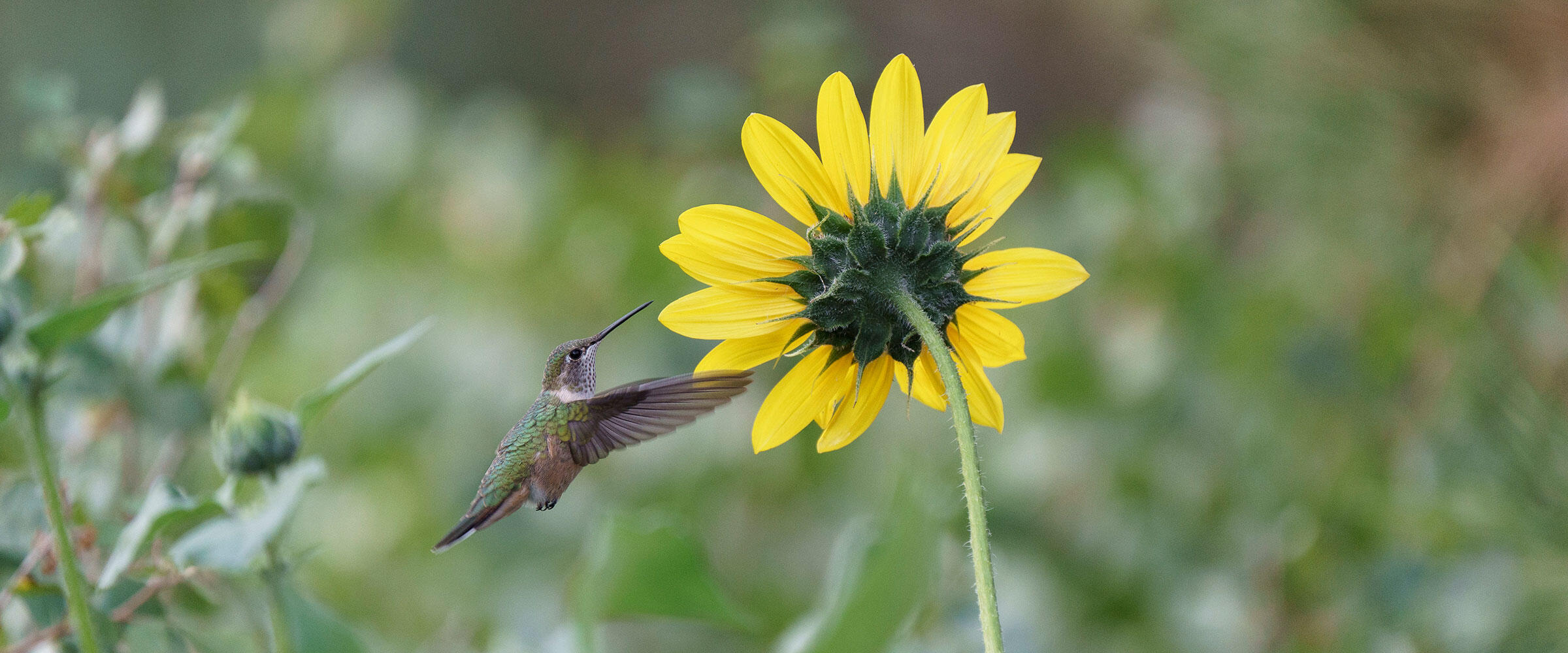 Broad-tailed Hummingbird visiting annual sunflower