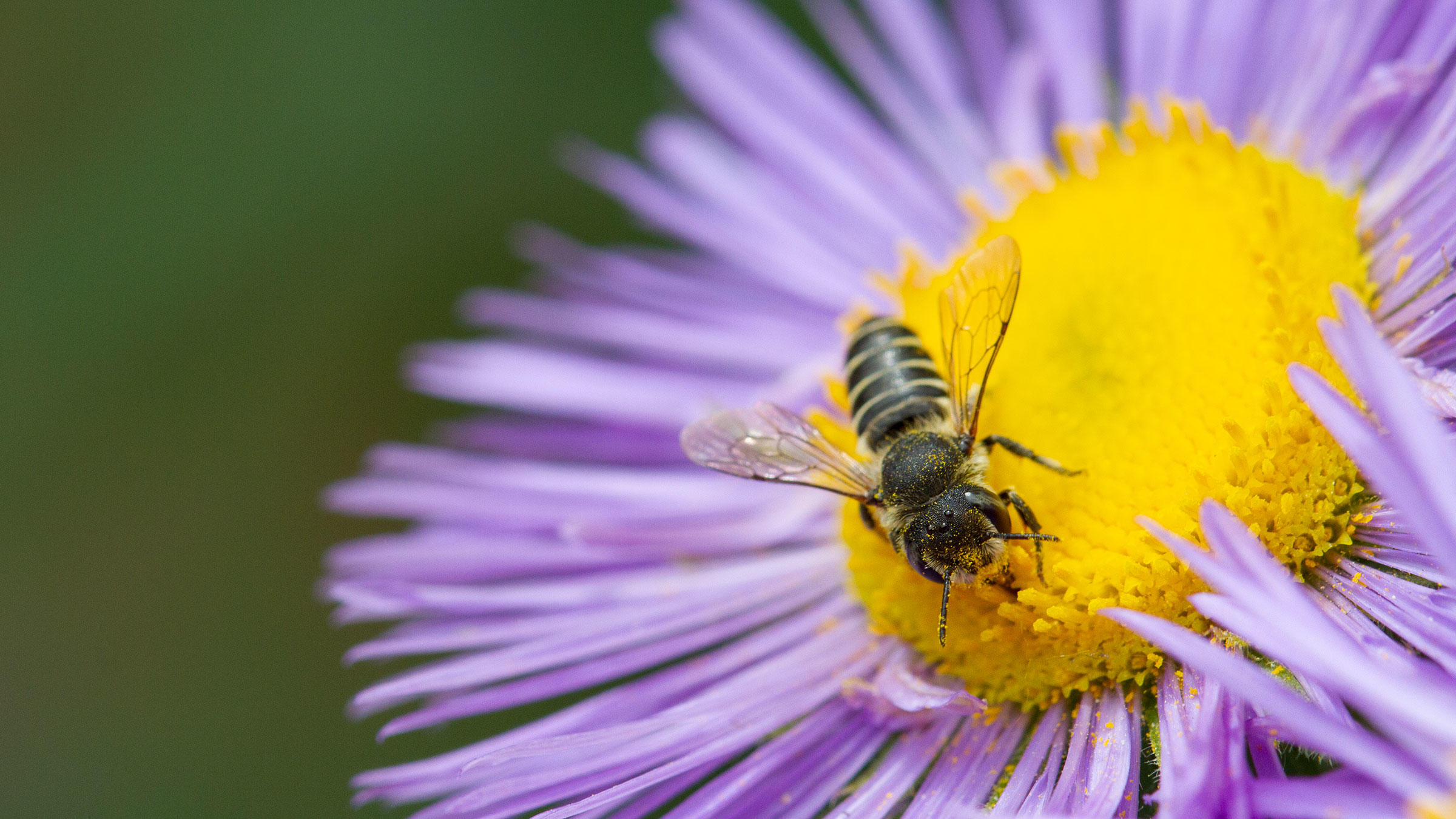 Attract Native Bees With A Habitat Hero Garden | Audubon Rockies