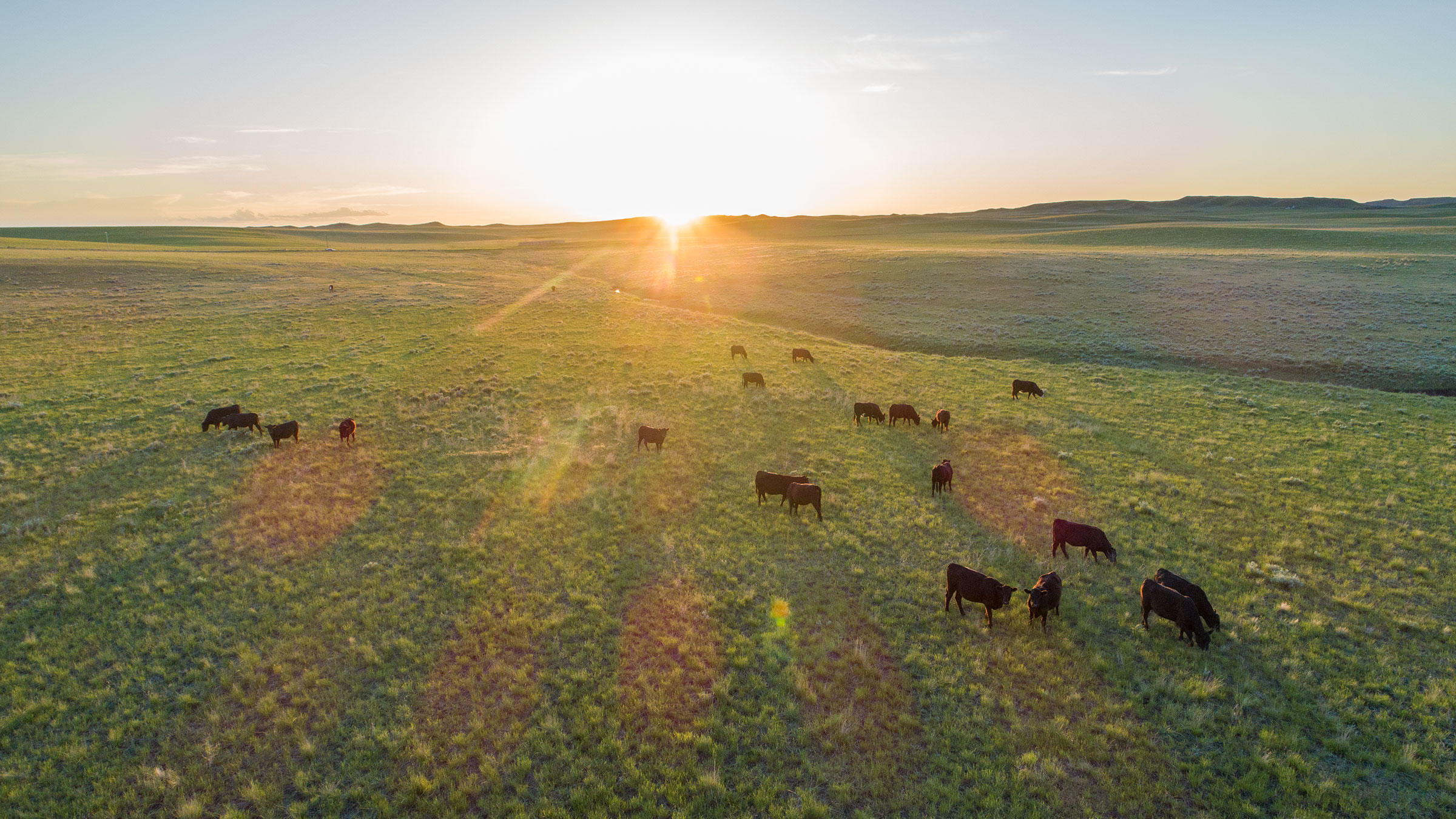 Cattle grazing on Rockin' 7 Ranch in Wyoming, certified by Audubon's Conservation Ranching Initiative.