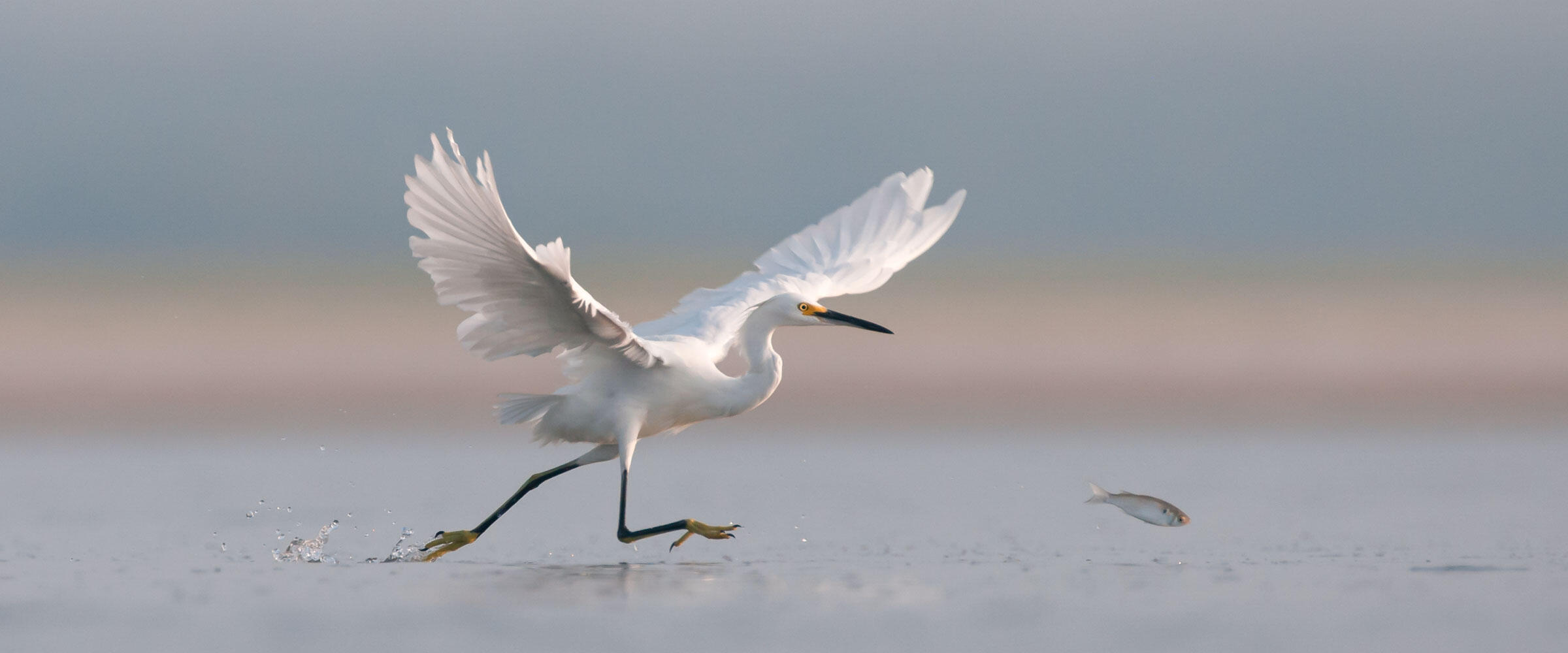 Snowy Egret chases fish in water.