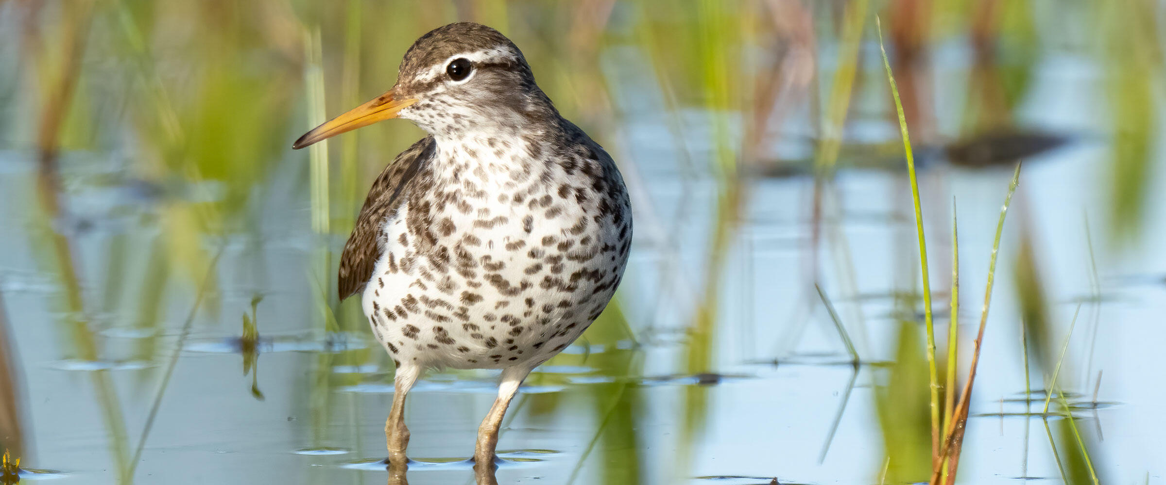 A Spotted Sandpiper stands in a shallow wetland.