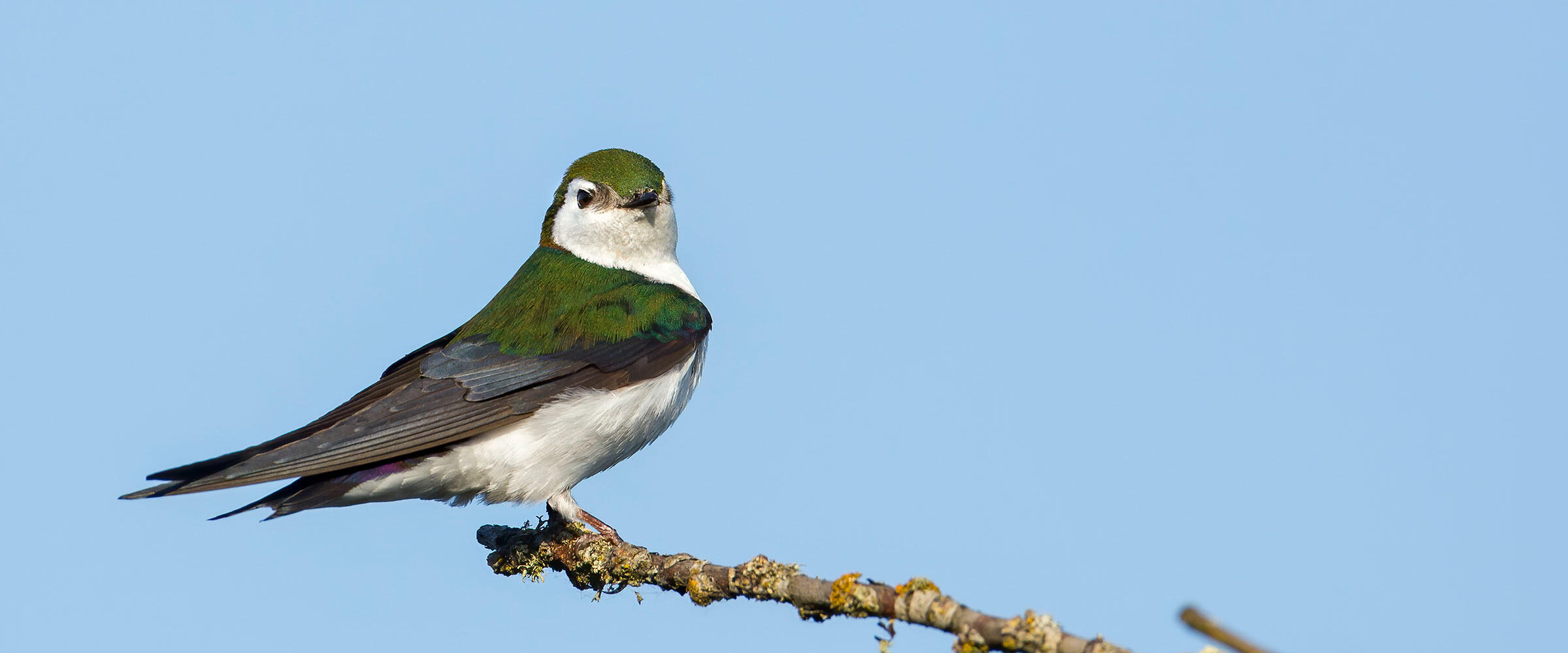 Violet-green Swallow perched on a branch.
