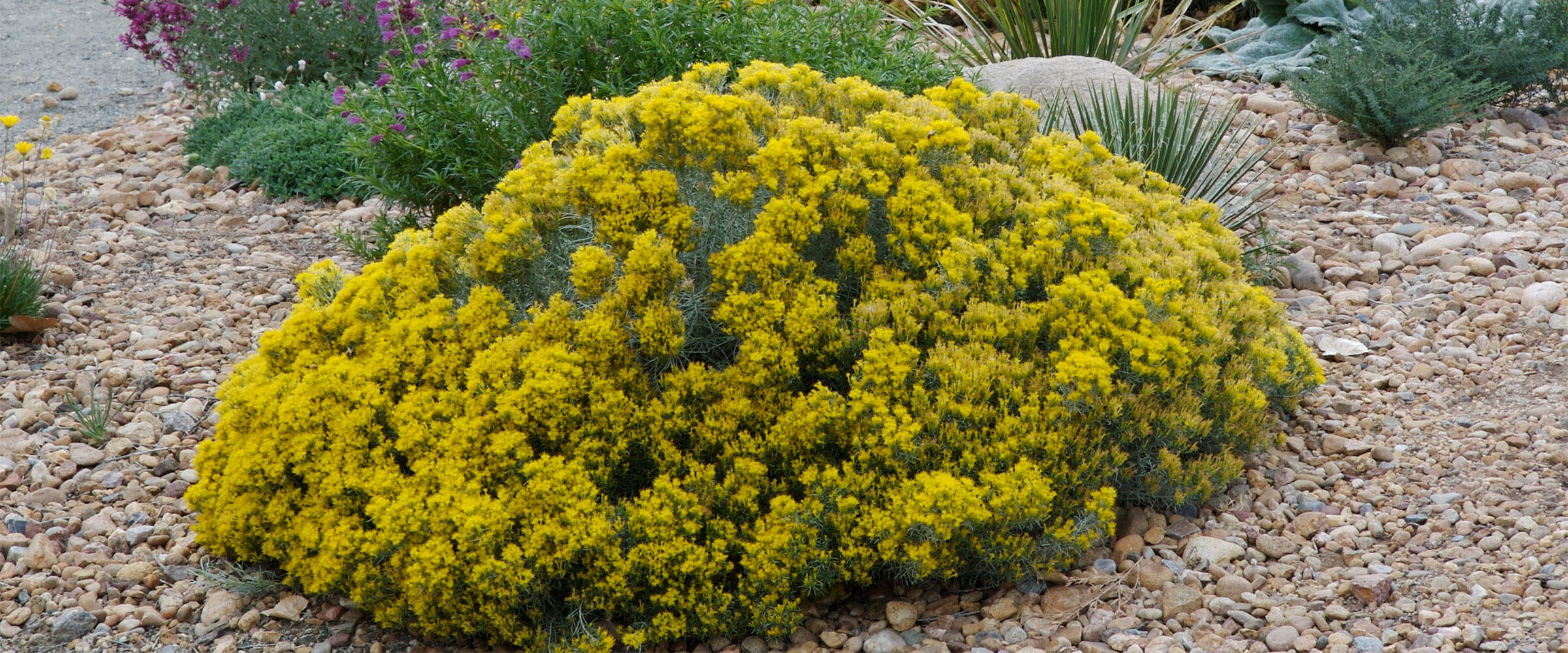 Baby Blue rabbitbush in a yard landscape.