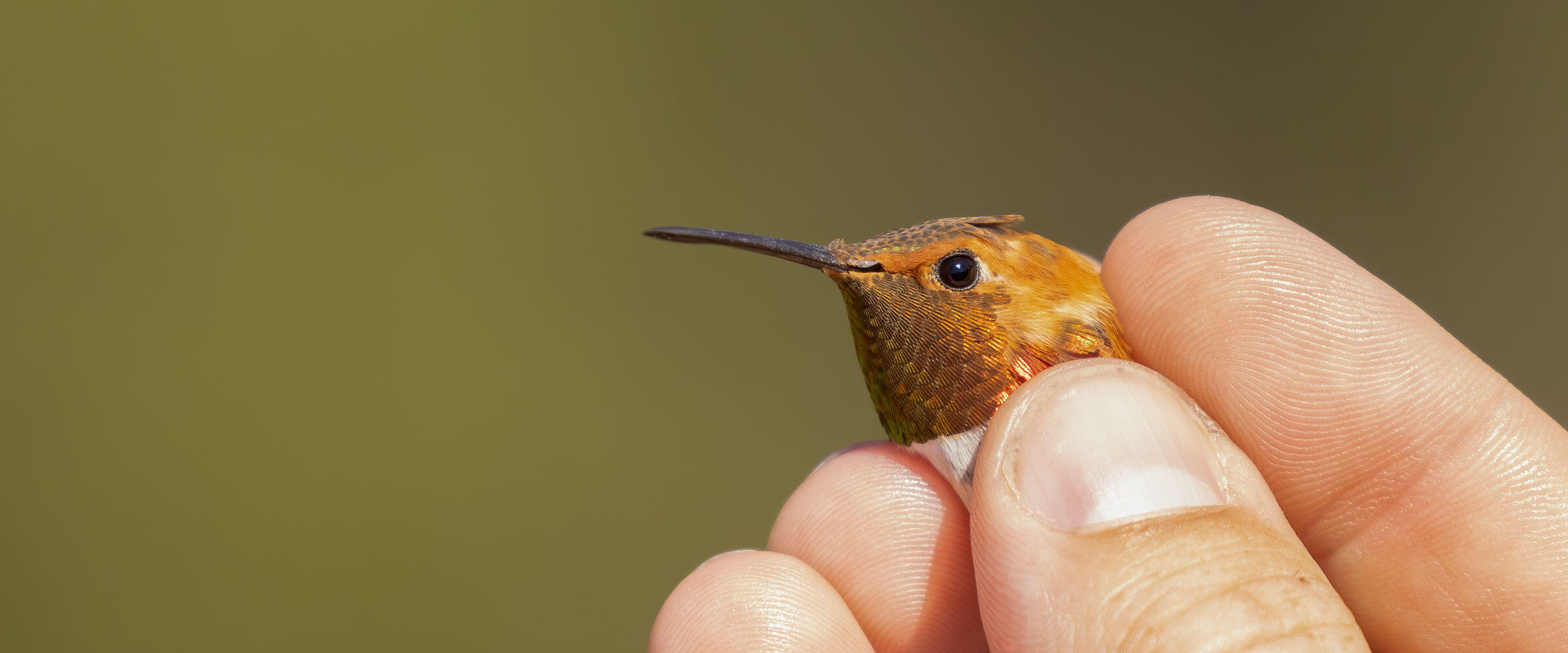 Male Rufous Hummingbird in a hand.