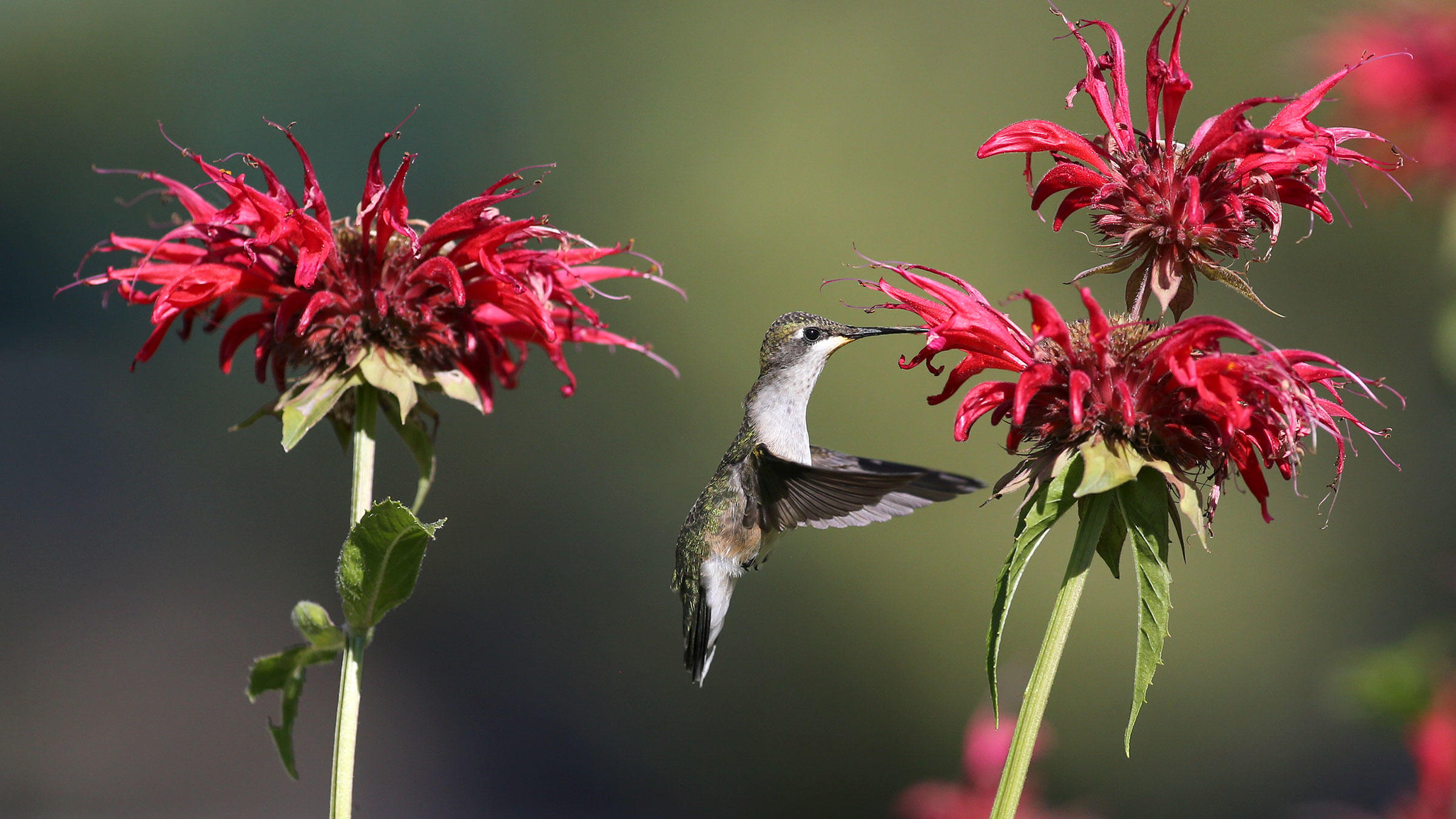 A Broad-tailed Hummingbird drinks nectar from a red flower.