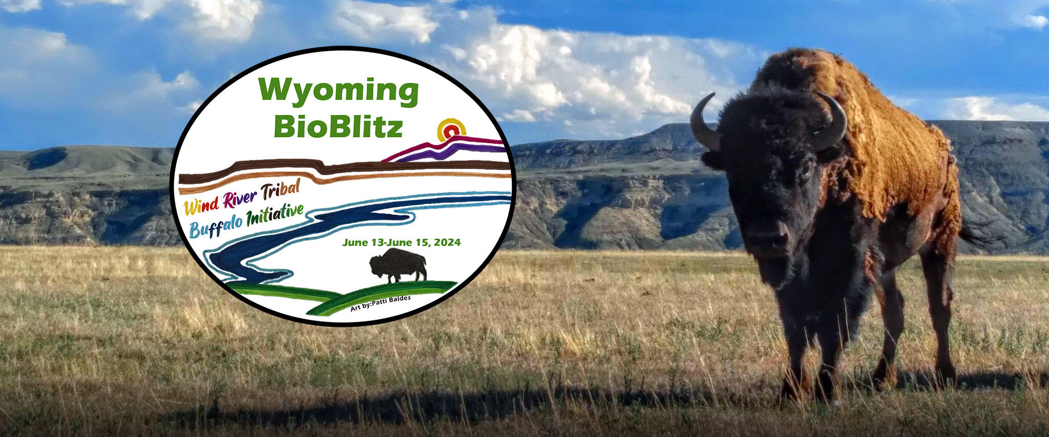 A buffalo stand in grassland. A BioBlitz logo is over the image.
