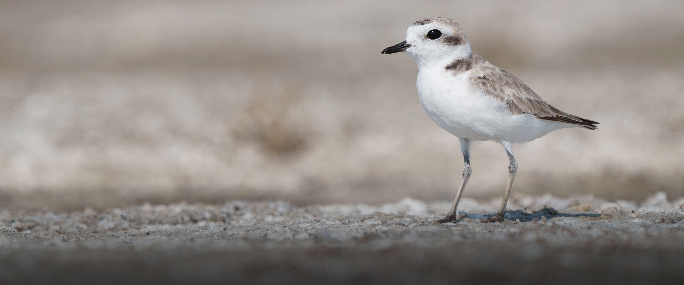 A Snowy Plover stands on sandy ground.