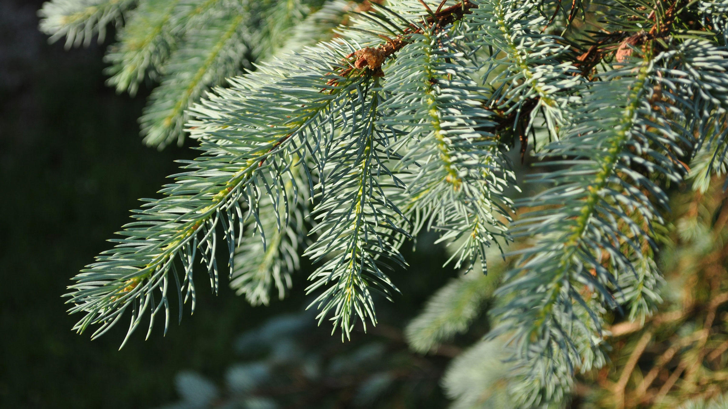 Weeping White Spruce A New Look at Spruce Audubon Rockies