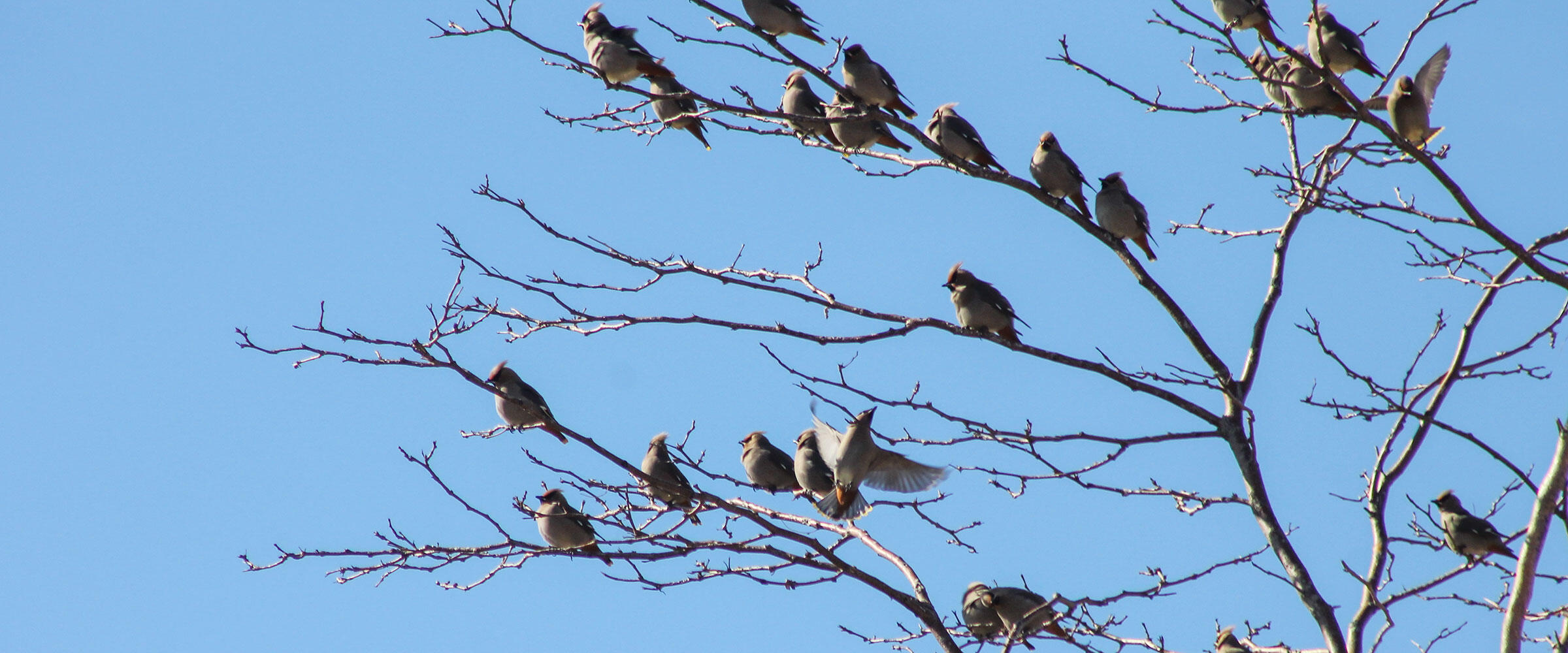 Flock of Bohemian Waxwings in a tree.