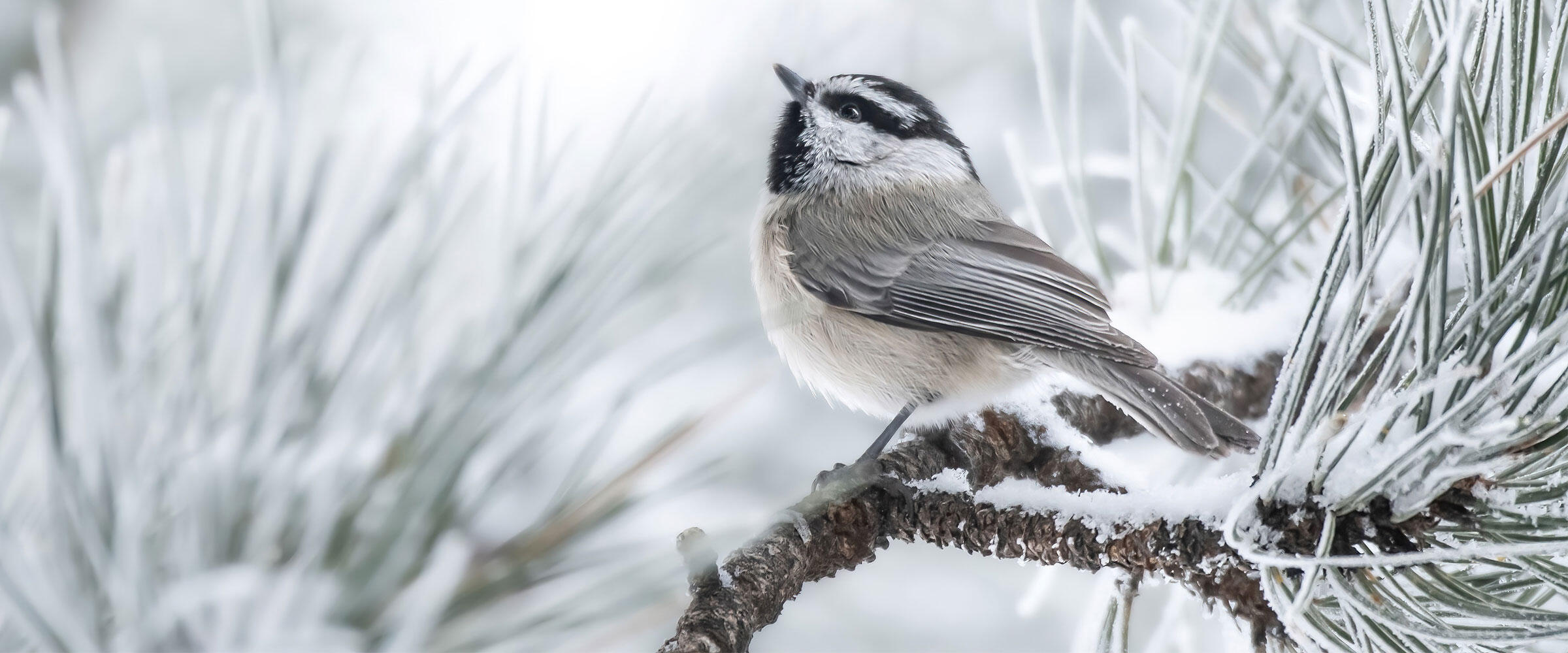 A Mountain Chickadee perches on a snowy evergreen branch.