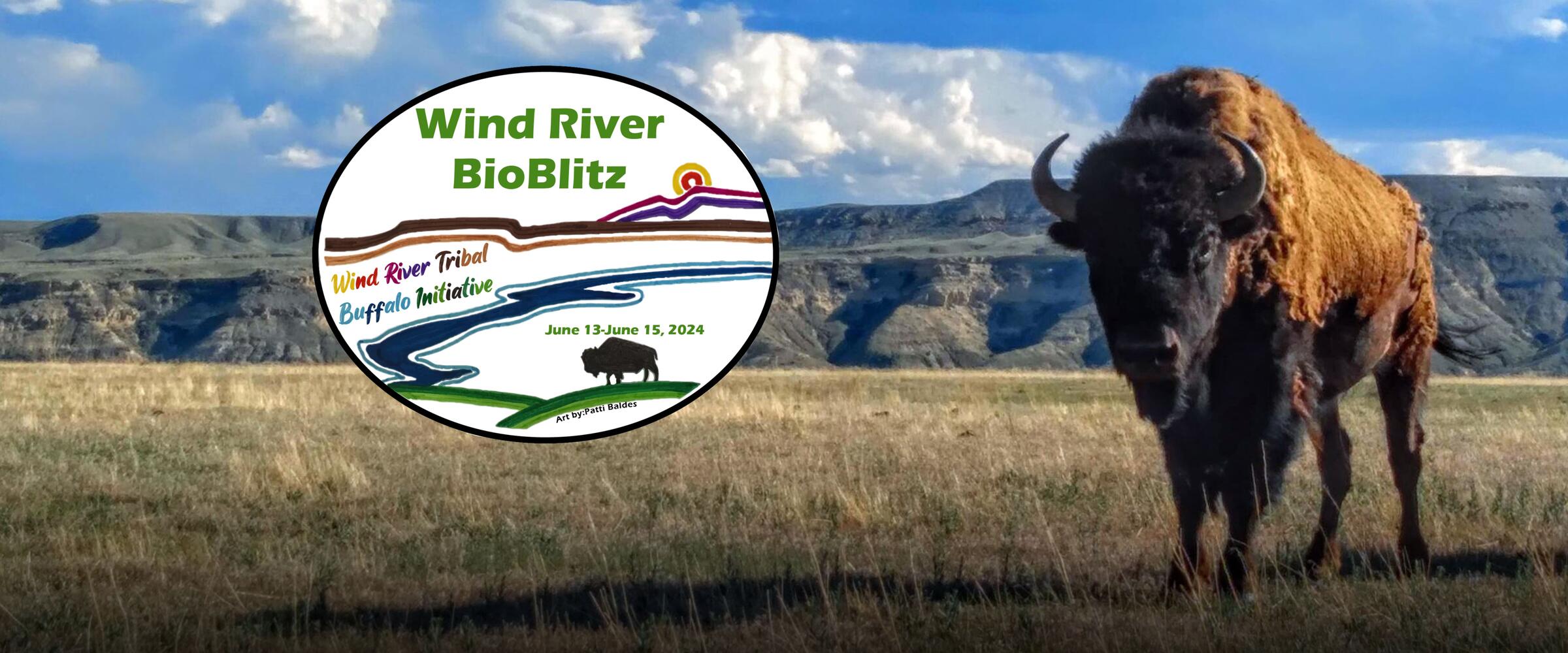 A buffalo stands in grassland. The Wind River BioBlitz logo is on the image.