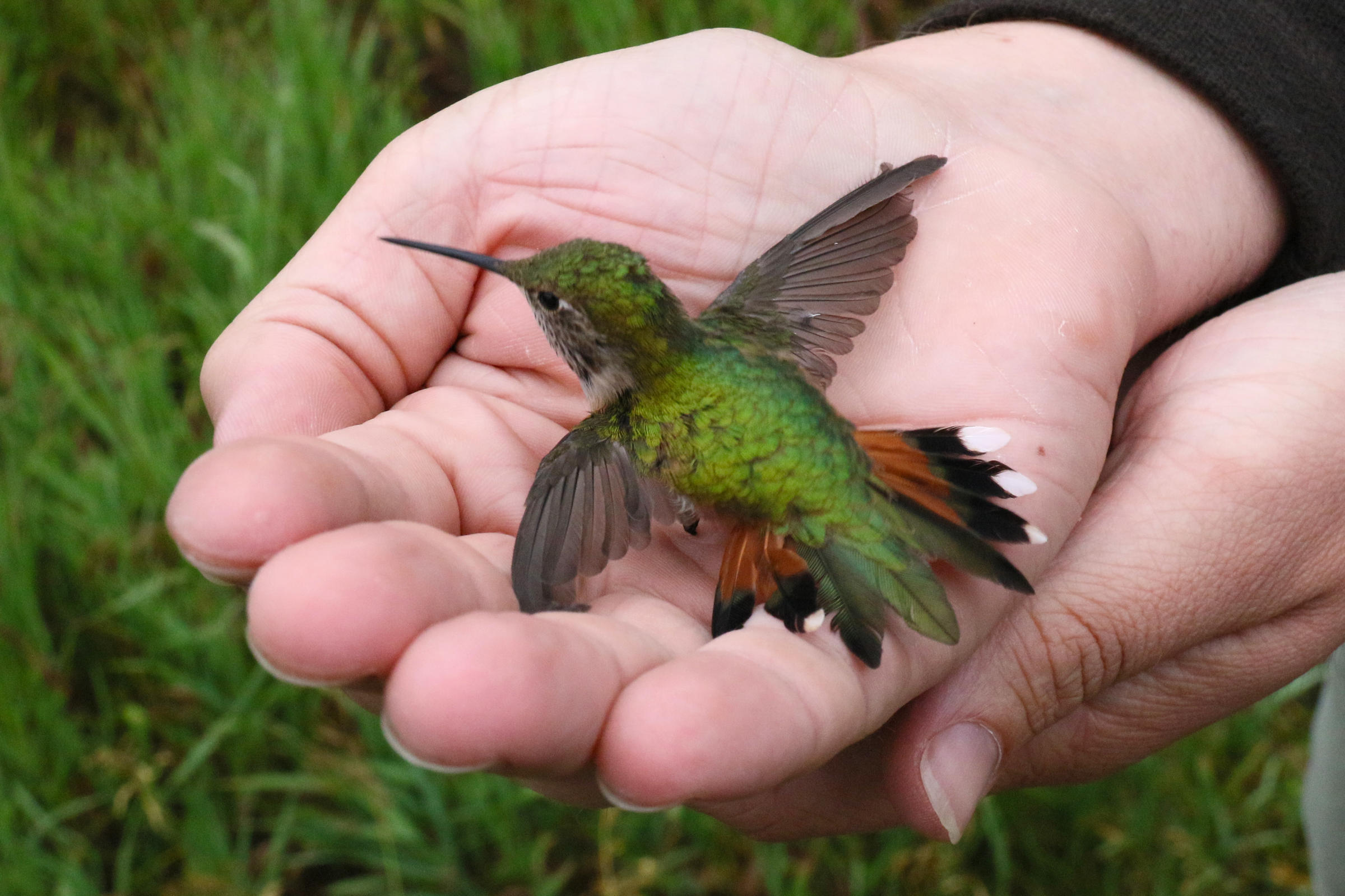 hummingbird scale length