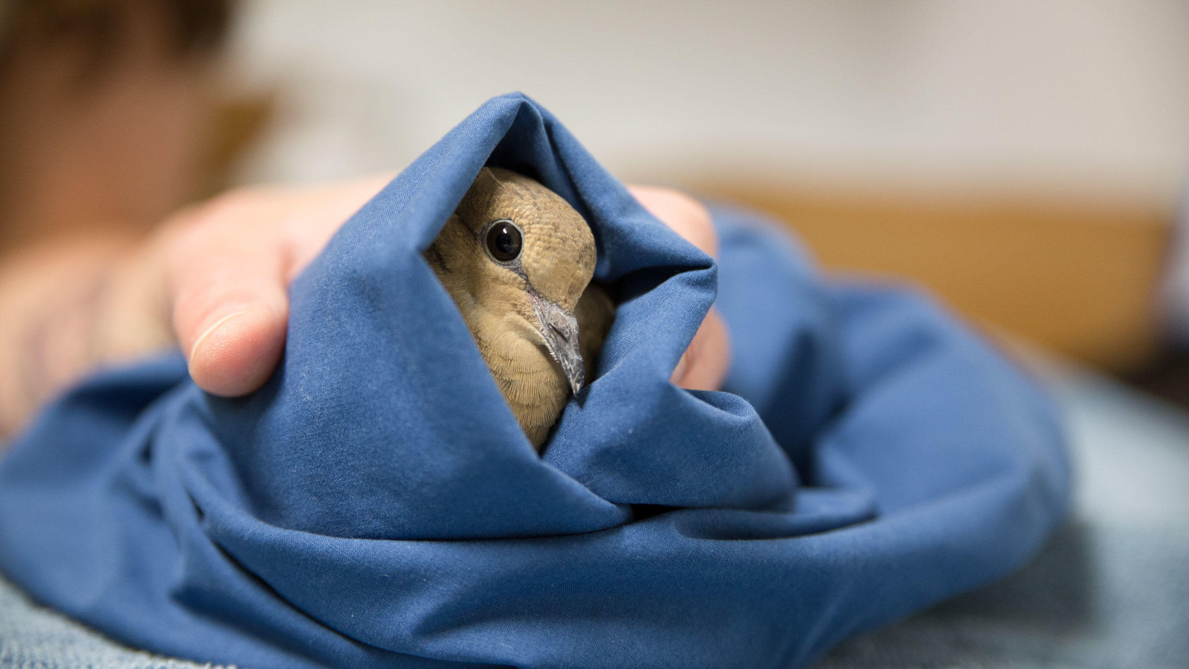 A Mourning Dove at a rehabilitation center.