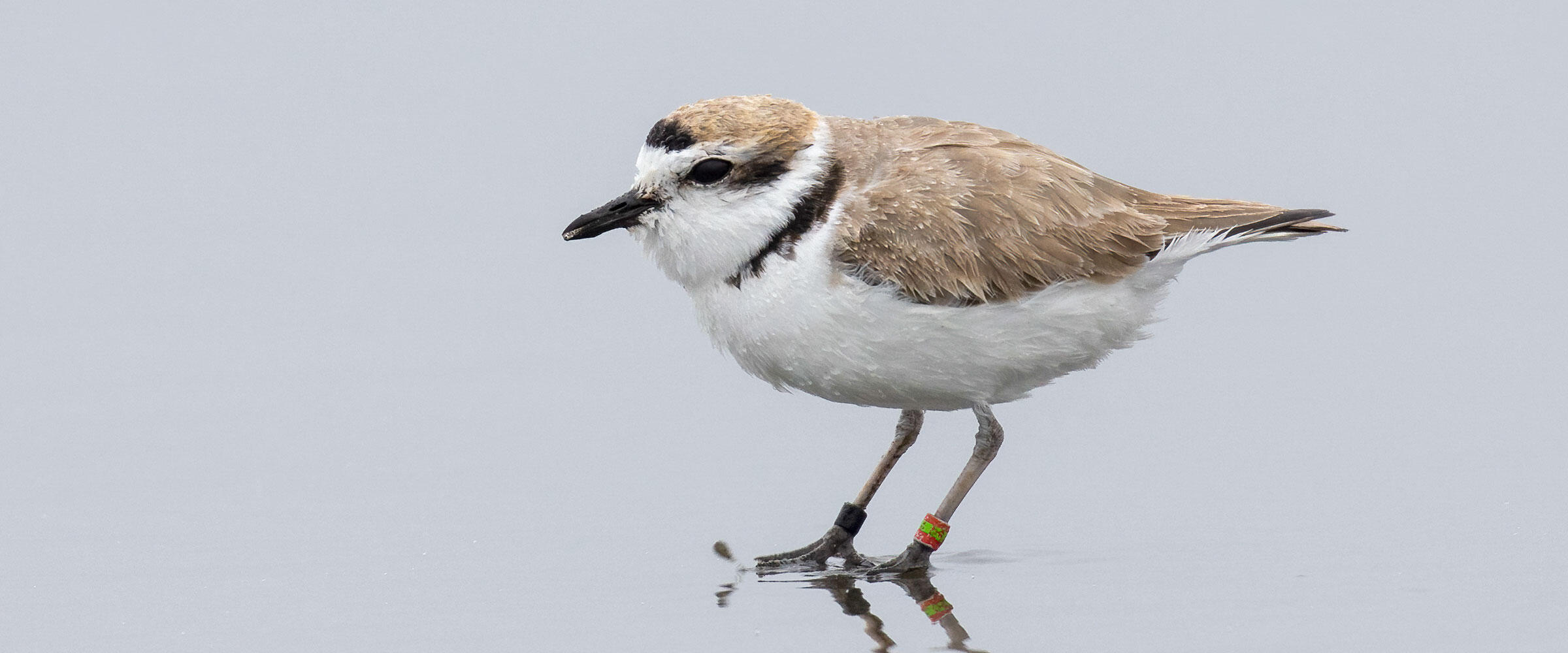 Snowy Plover stands in a mudflat.