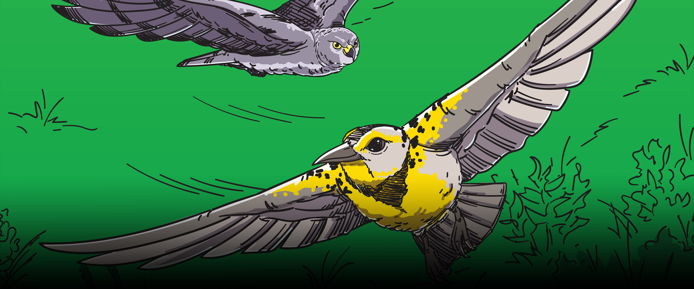 An illustration of a Western Meadowlark and a Northern Harrier in flight.