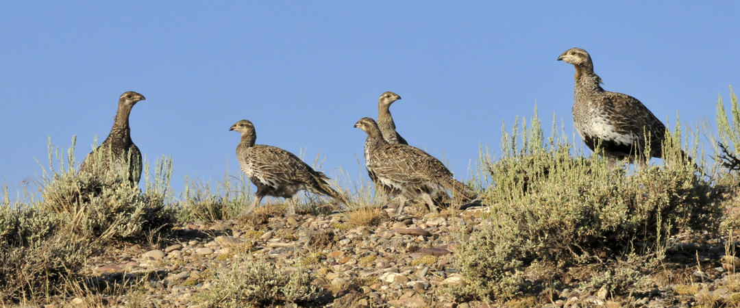 Greater Sage-Grouse family.