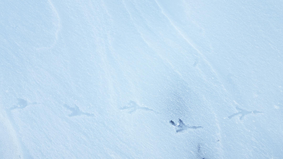 Western Meadowlark tracks.