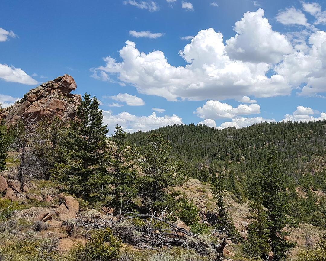 Coniferous forest on a rocky mountain.